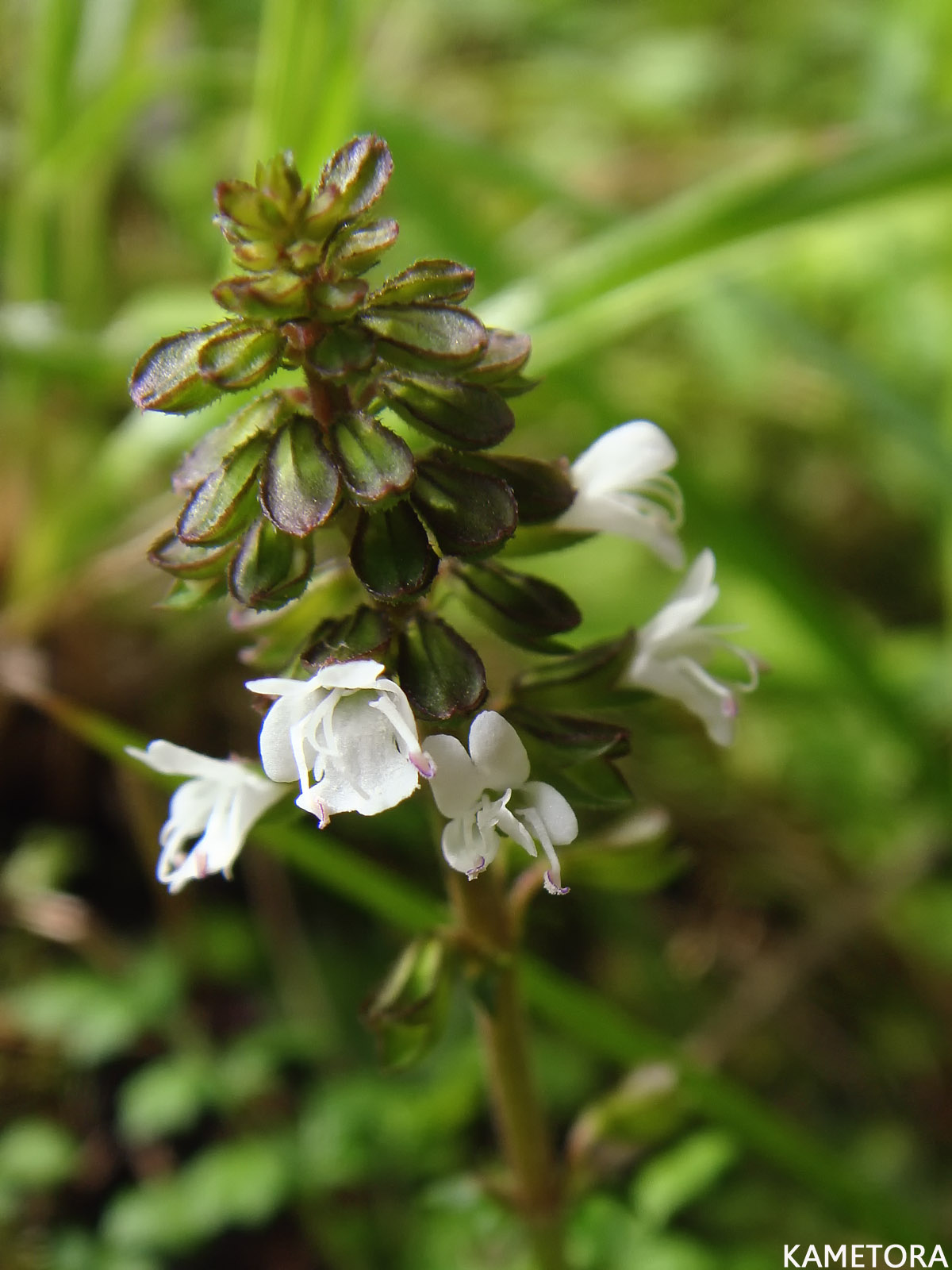 ヒメタムラソウ