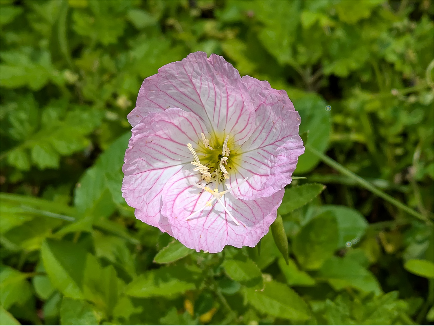 ヒルザキツキミソウ