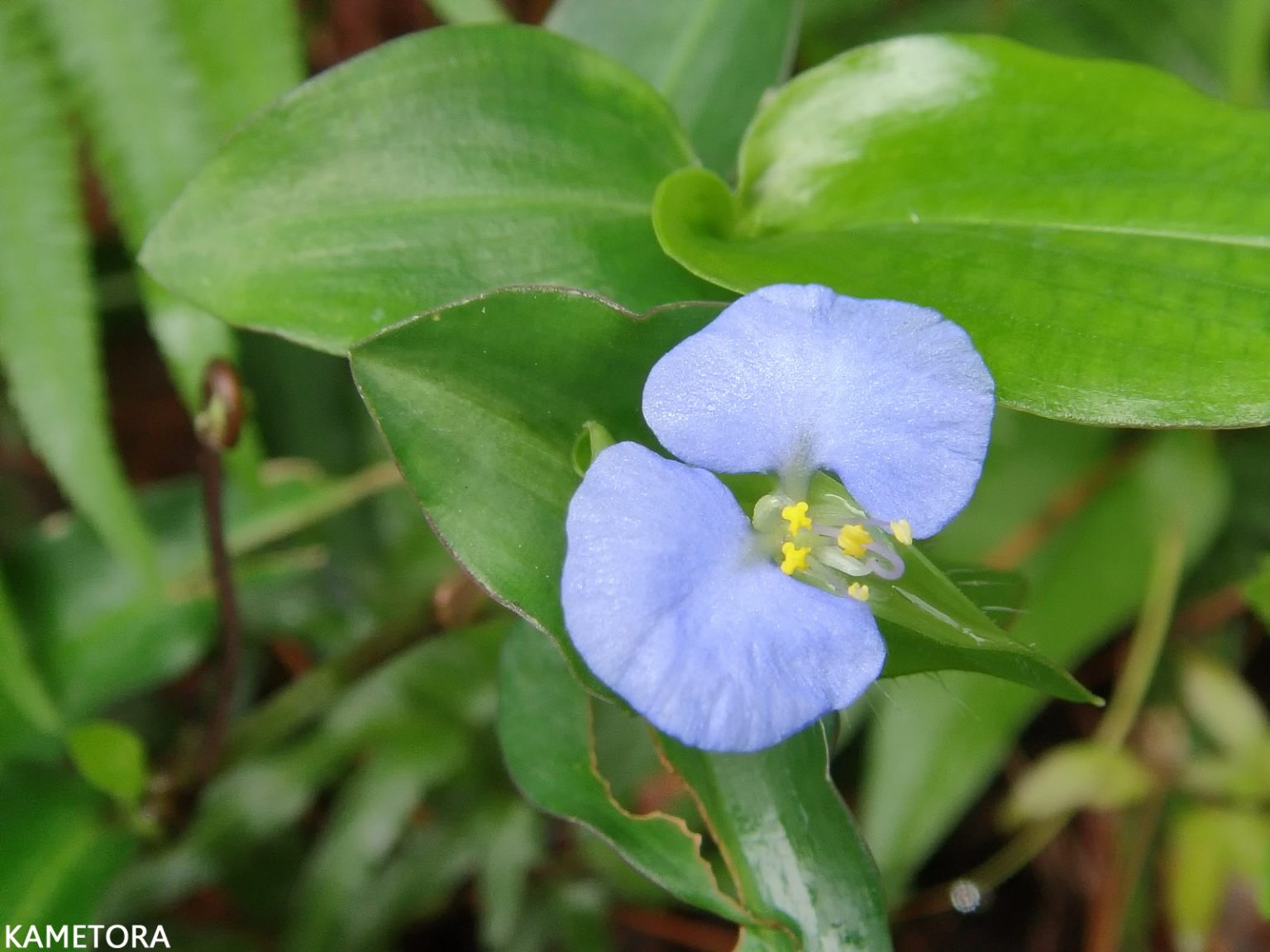 ホウライツユクサ
