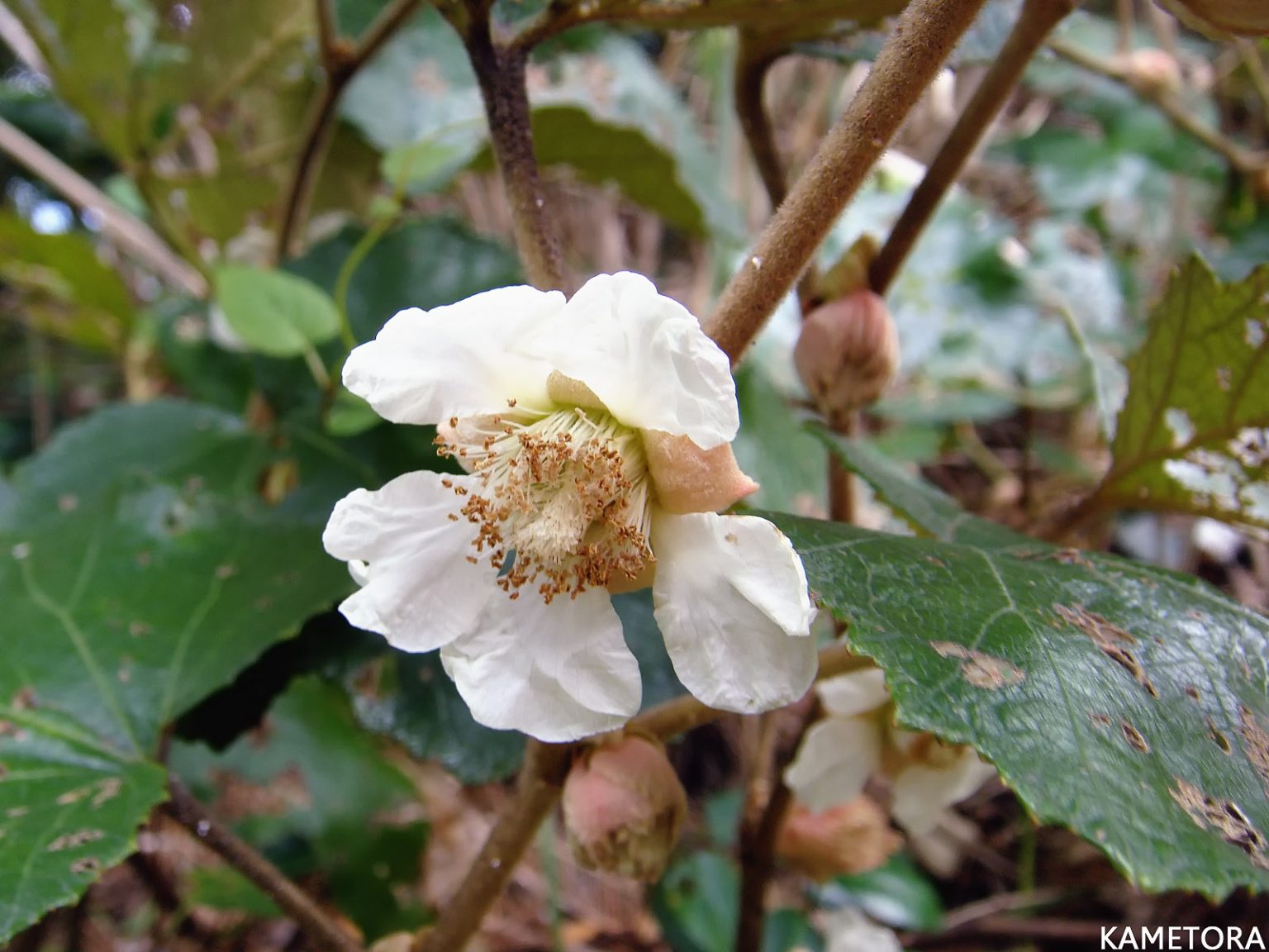 ホウロクイチゴ