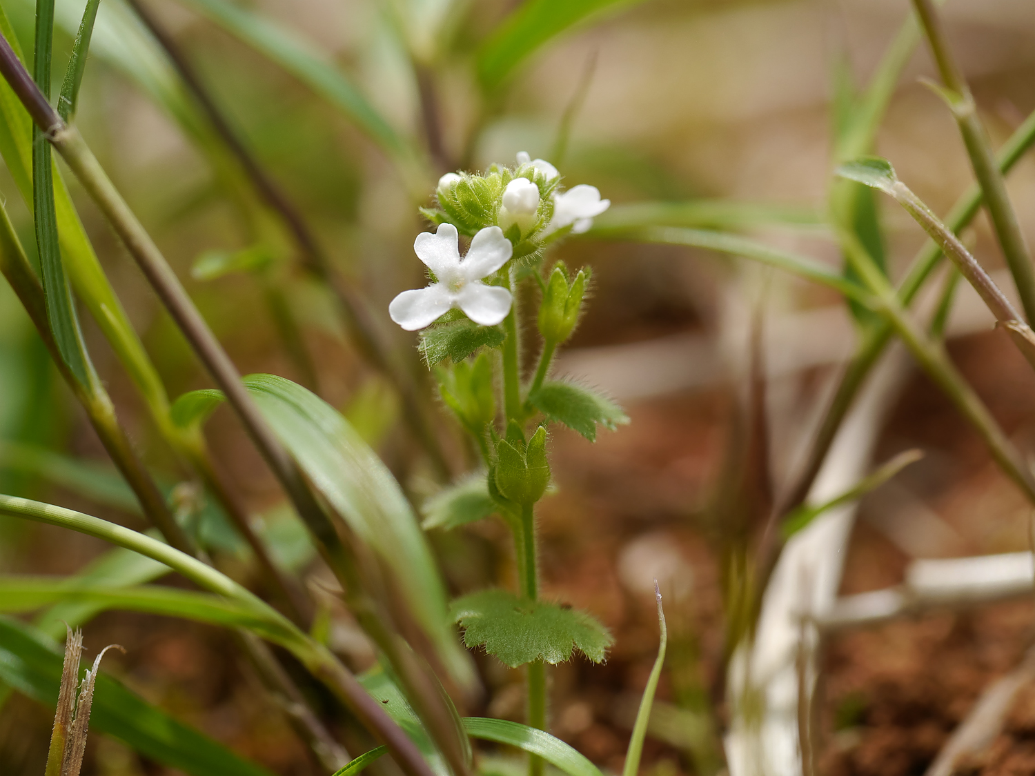 ホザキザクラのロゼット状の葉と白い5裂の花びら、奄美大島のやや湿った半日陰の環境に生育する姿