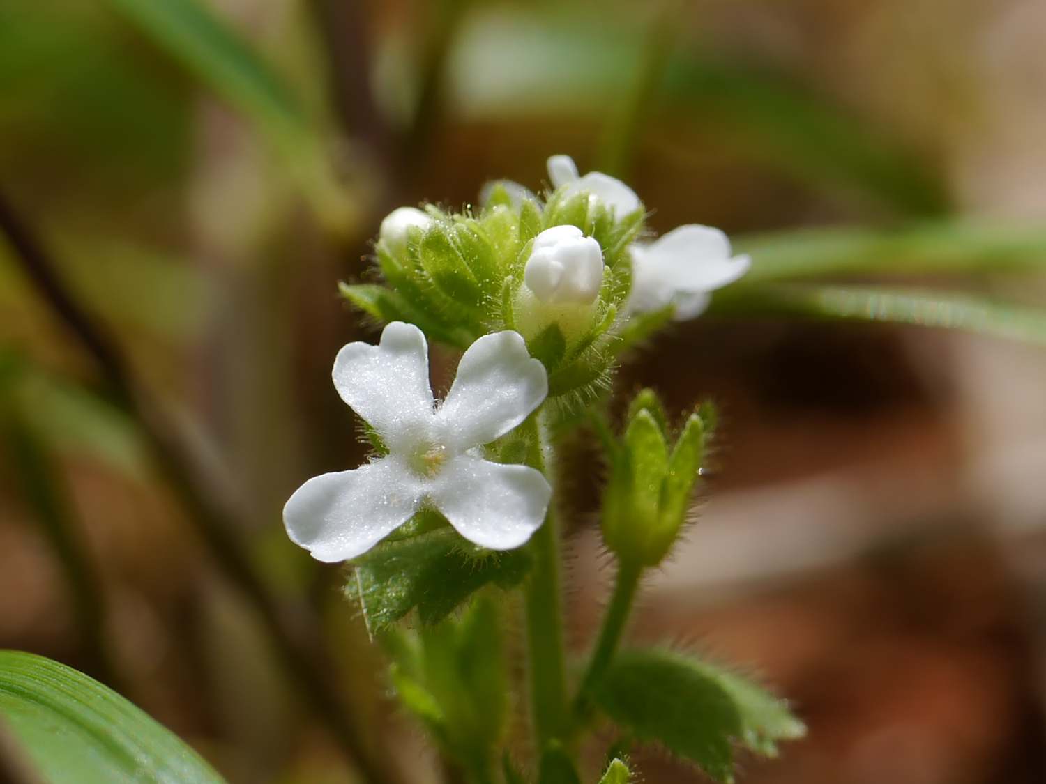 粘着性のある腺毛に覆われたホザキザクラの茎と白い花、奄美大島名瀬周辺の地面に張り付くような自生環境
