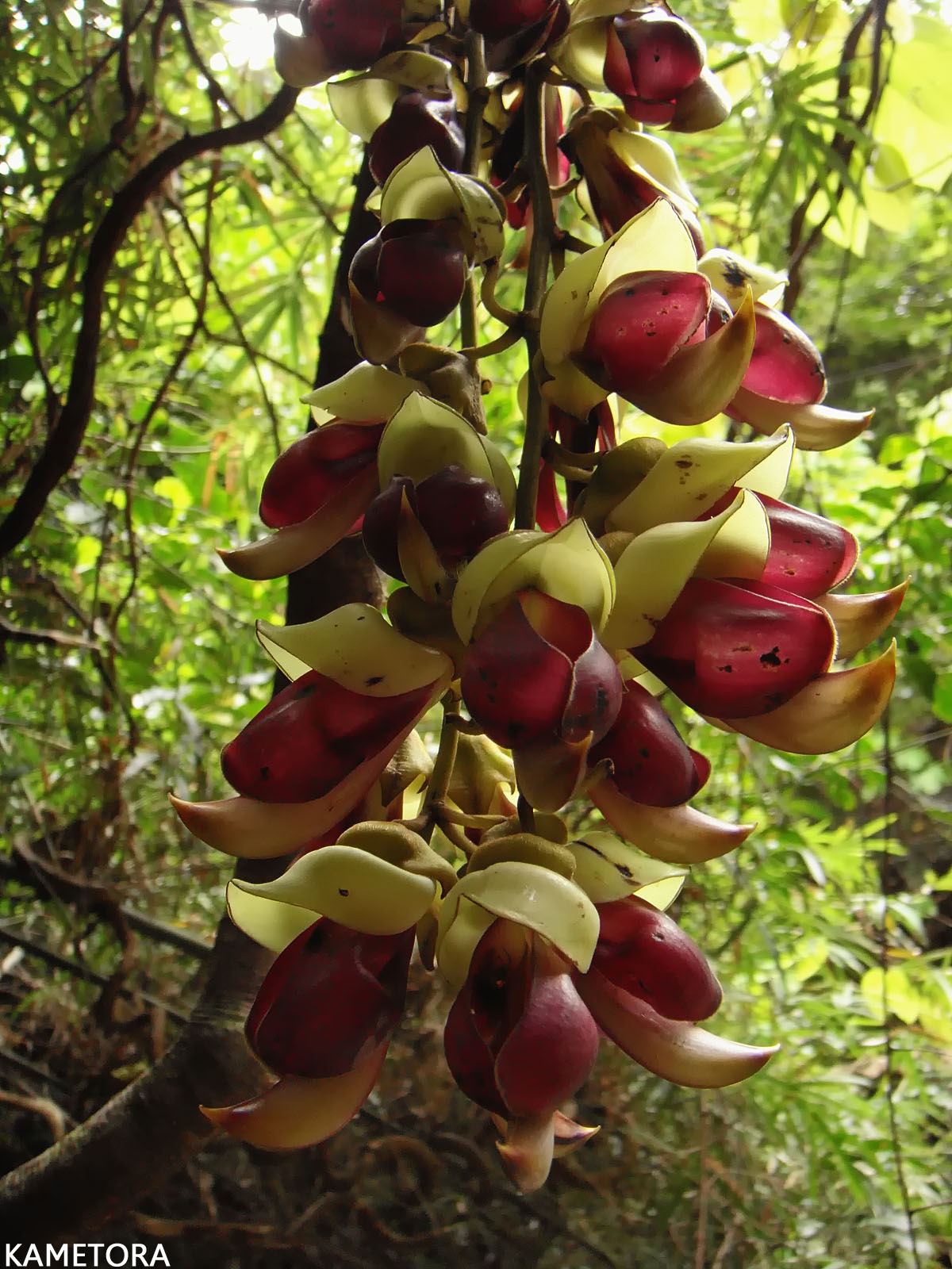 イルカンダ（ウジルカンダ）