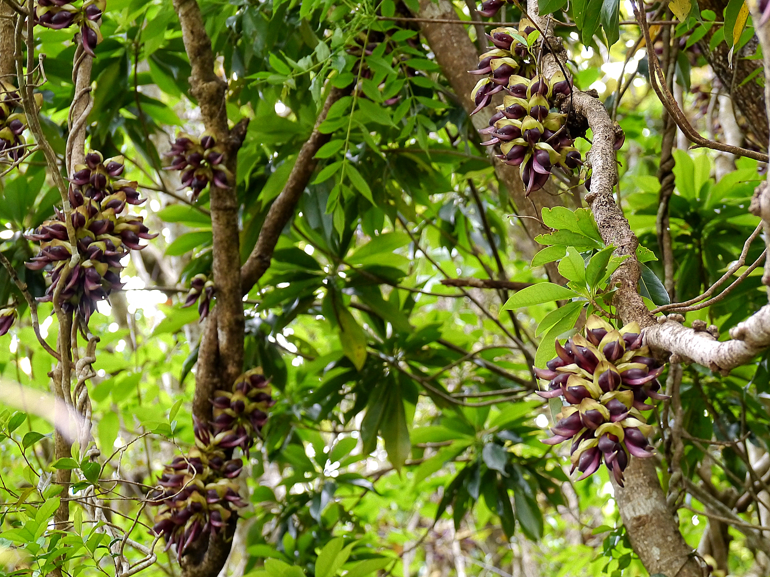 イルカンダの開花：30cmに及ぶ総状花序に密生するマメ科特有の紫色の花と蕾
