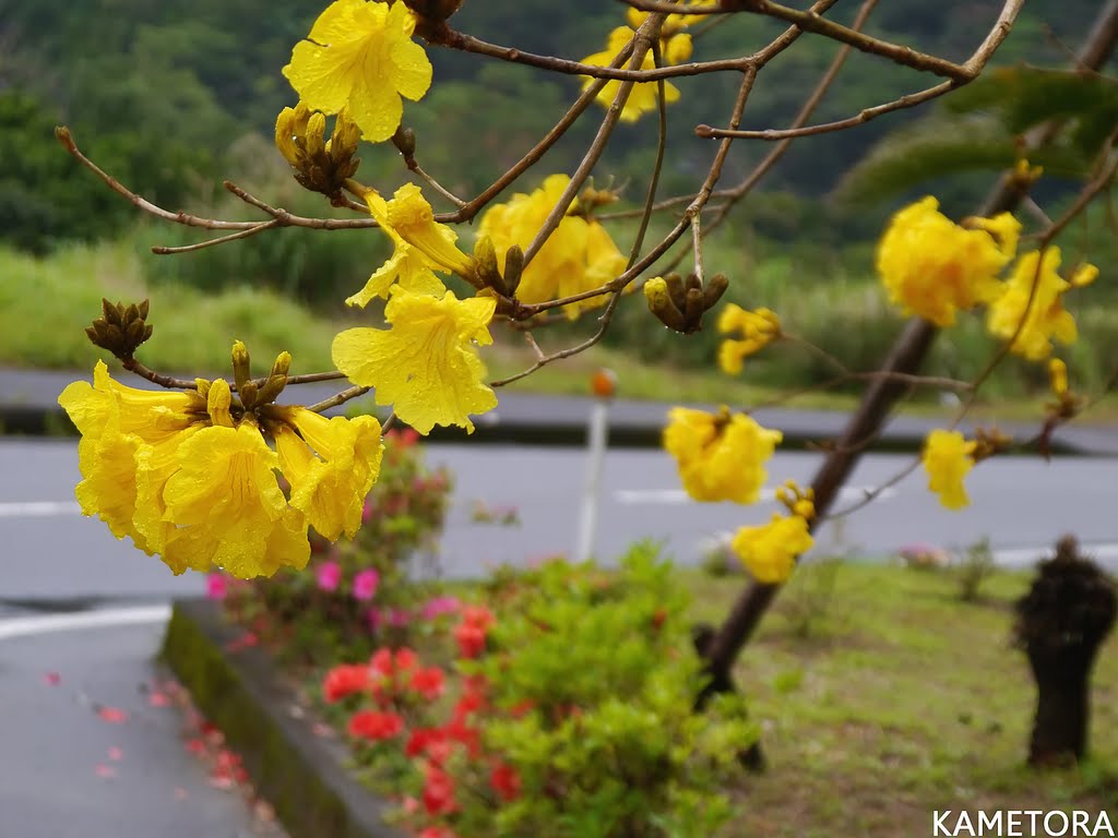 イッペイ　イッペー