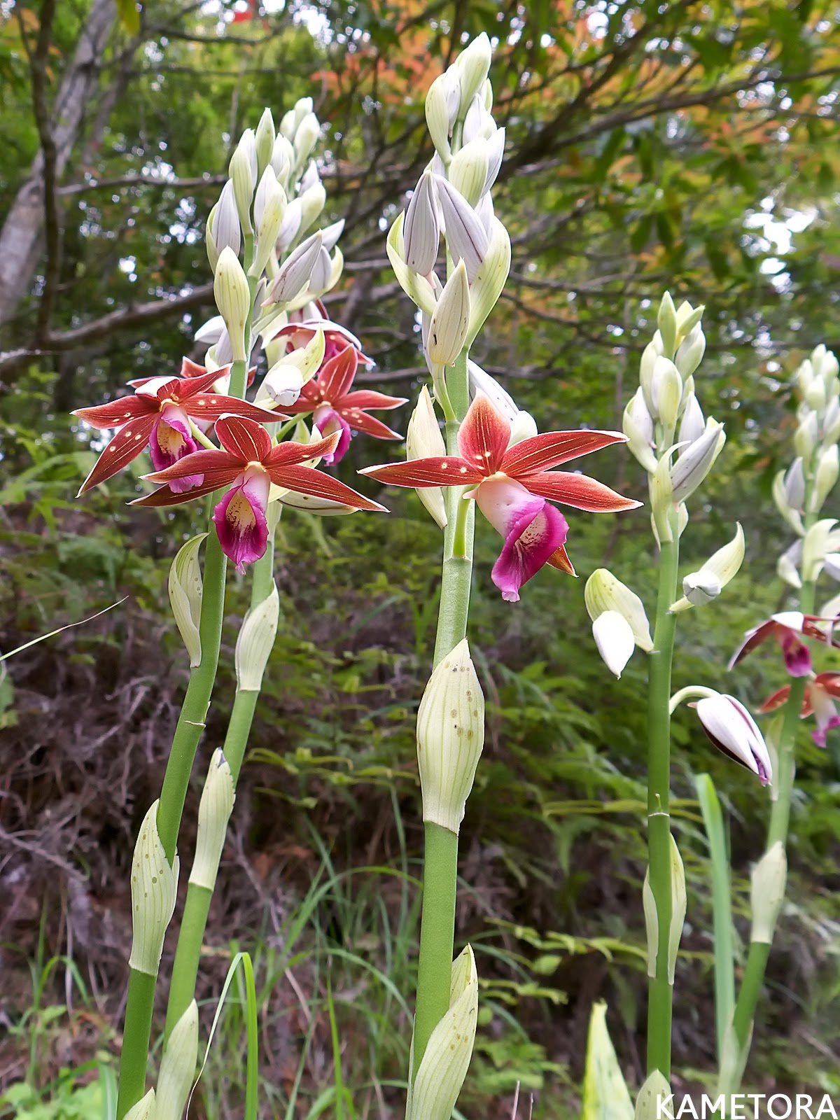 カクチョウラン
