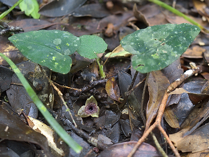 カンアオイの仲間