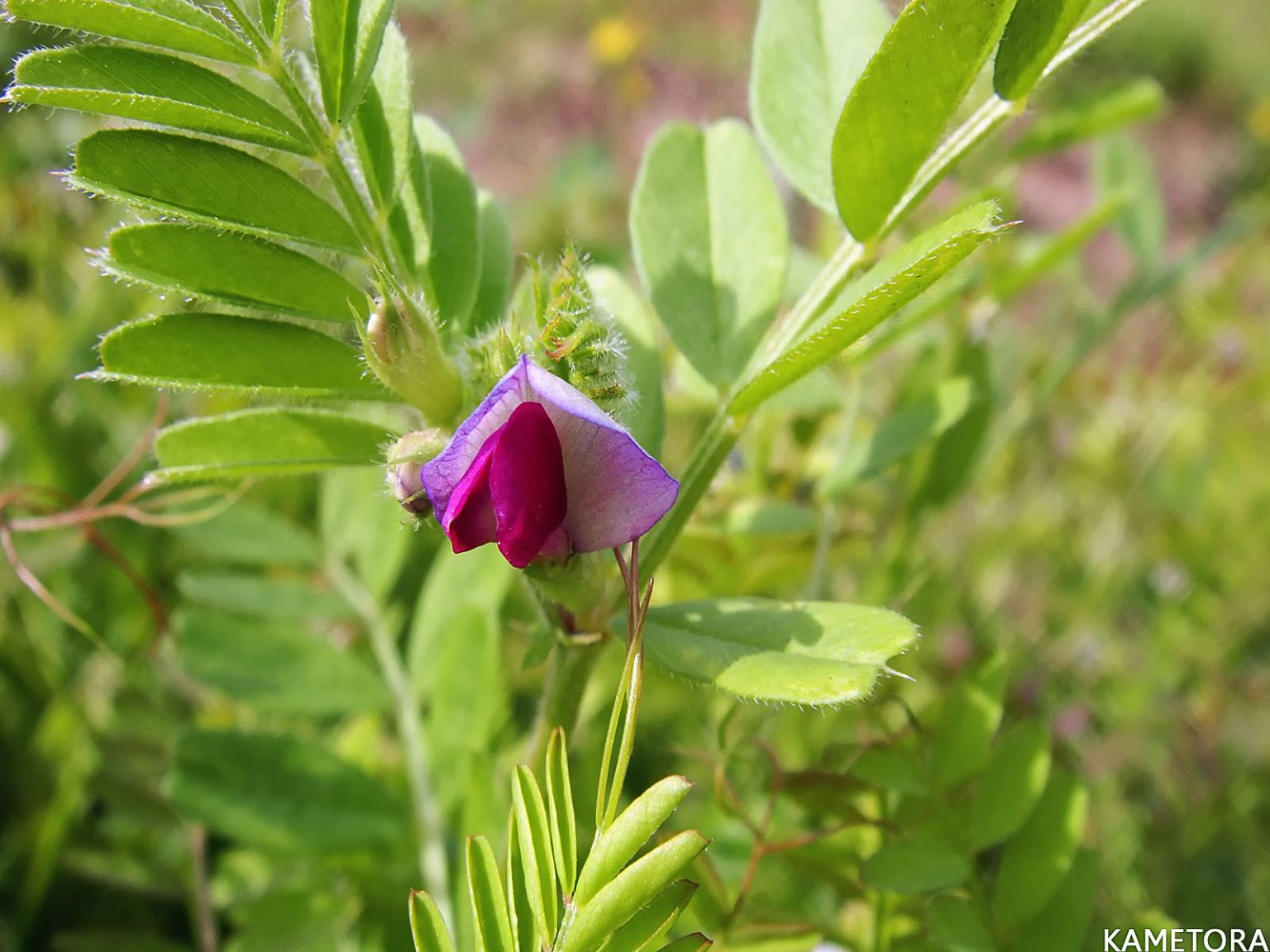 カラスノエンドウ