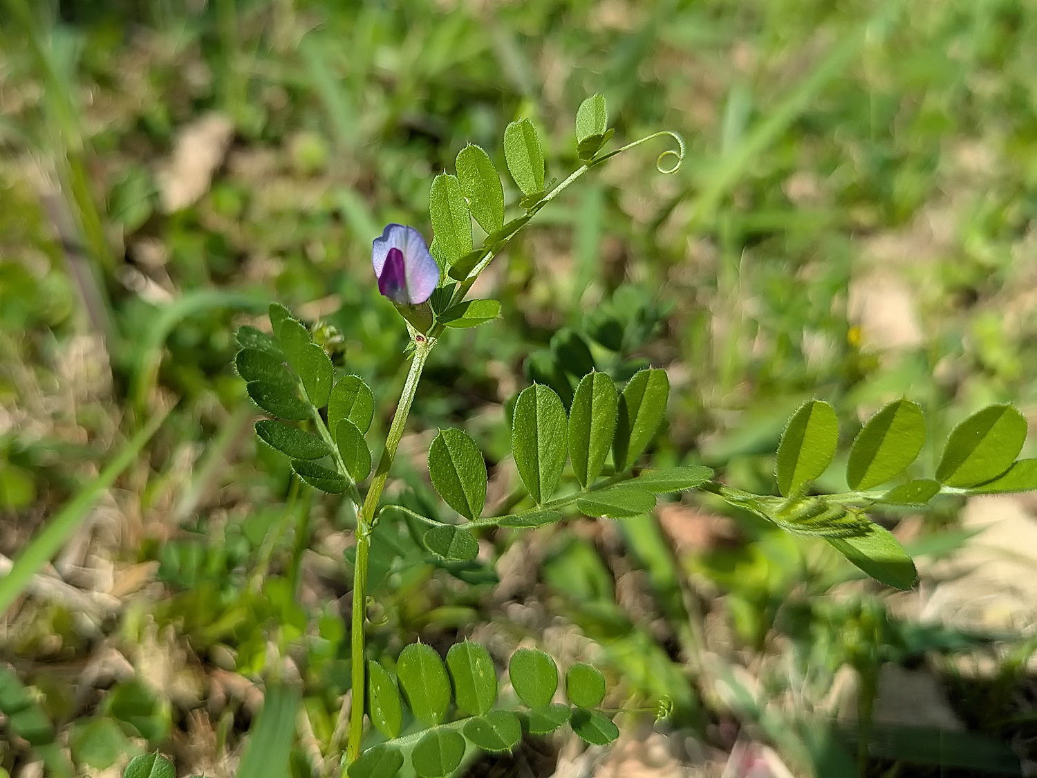 カラスノエンドウ（ヤハズエンドウ）の鮮やかな紅紫色の花と、巻きひげを伸ばして他の植物に絡みつく様子。奄美大島の道端に自生する生命力あふれるマメ科の野草。