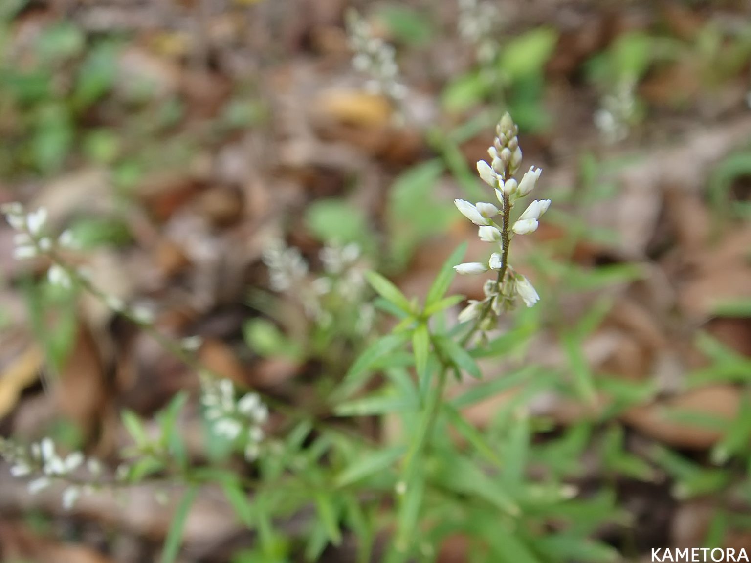 カスミヒメハギ（コバナヒメハギ）