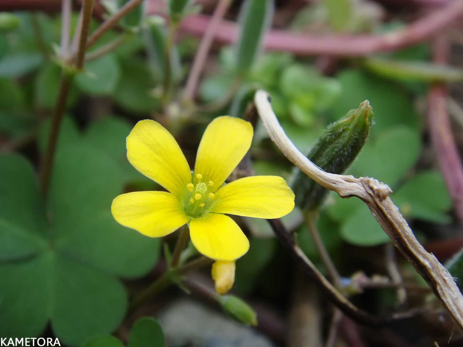 カタバミ