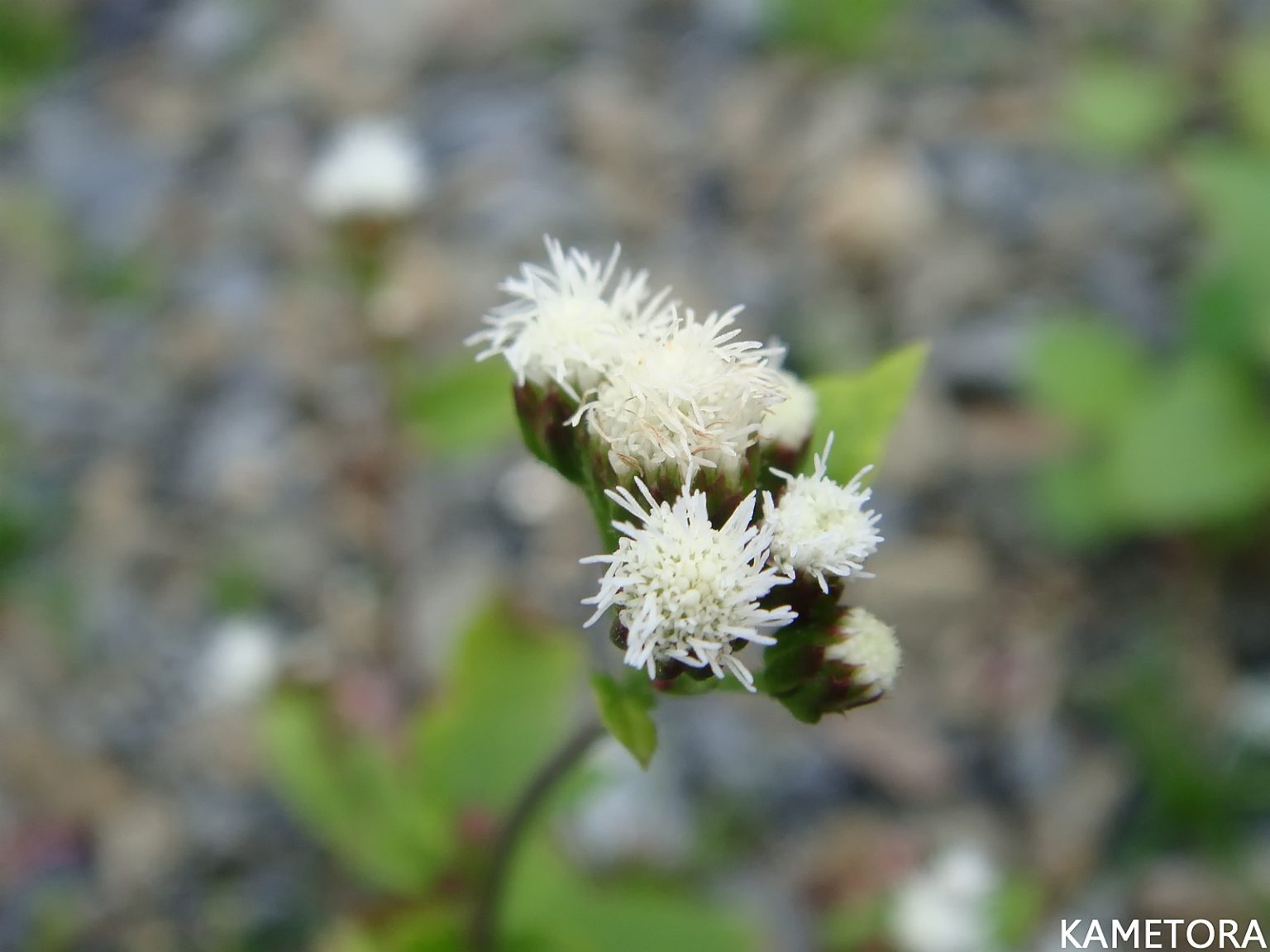 カッコウアザミ