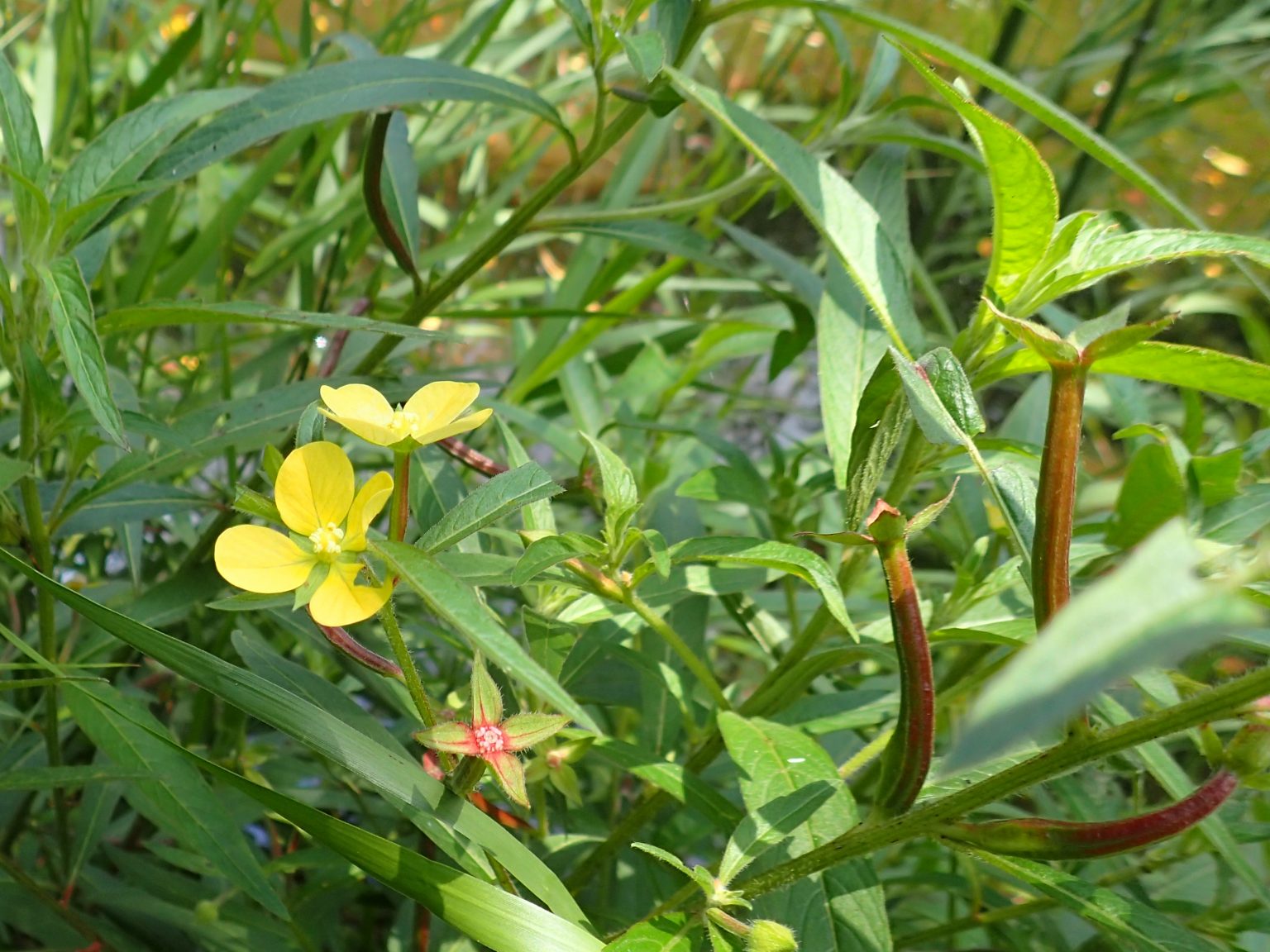 キダチキンバイ