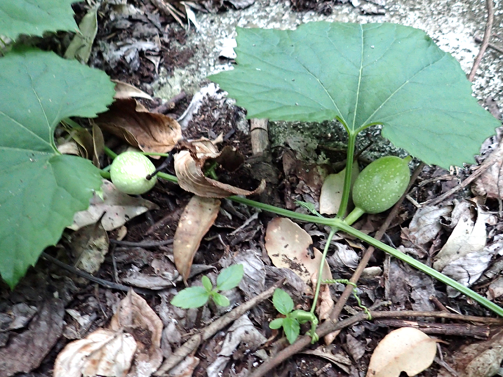 ①キカラスウリ（黄烏瓜） ② 夜にレース状に開く白い花、細く裂けた糸状の花弁、つる性の姿、切れ込みのある艶のある葉、黄色に熟す果実 ③ 奄美大島の林縁・路傍・日当たりのよい斜面に自生