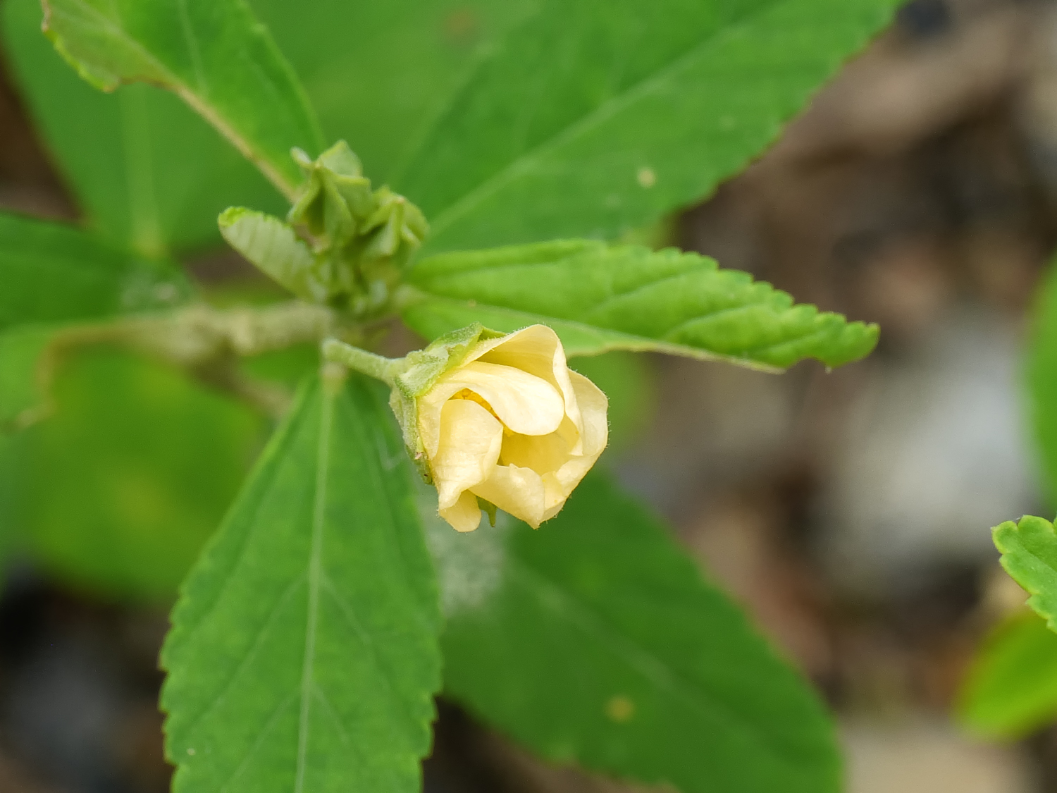 キンゴジカ 淡黄色で花びらが渦巻状にねじれた花 奄美大島の日当たりの良い道端