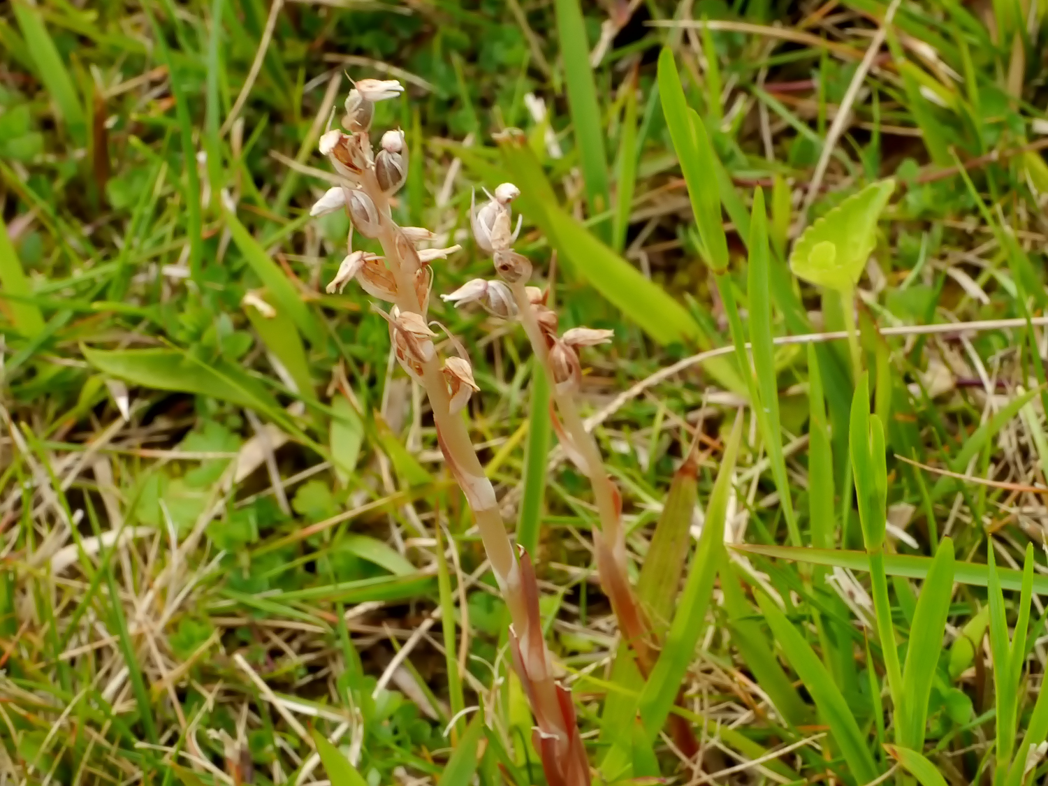 キヌラン 高さは野生ランの姿 奄美大島の適度な湿り気がある芝生