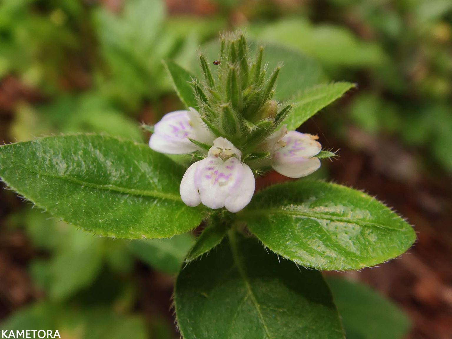 キツネノヒマゴ