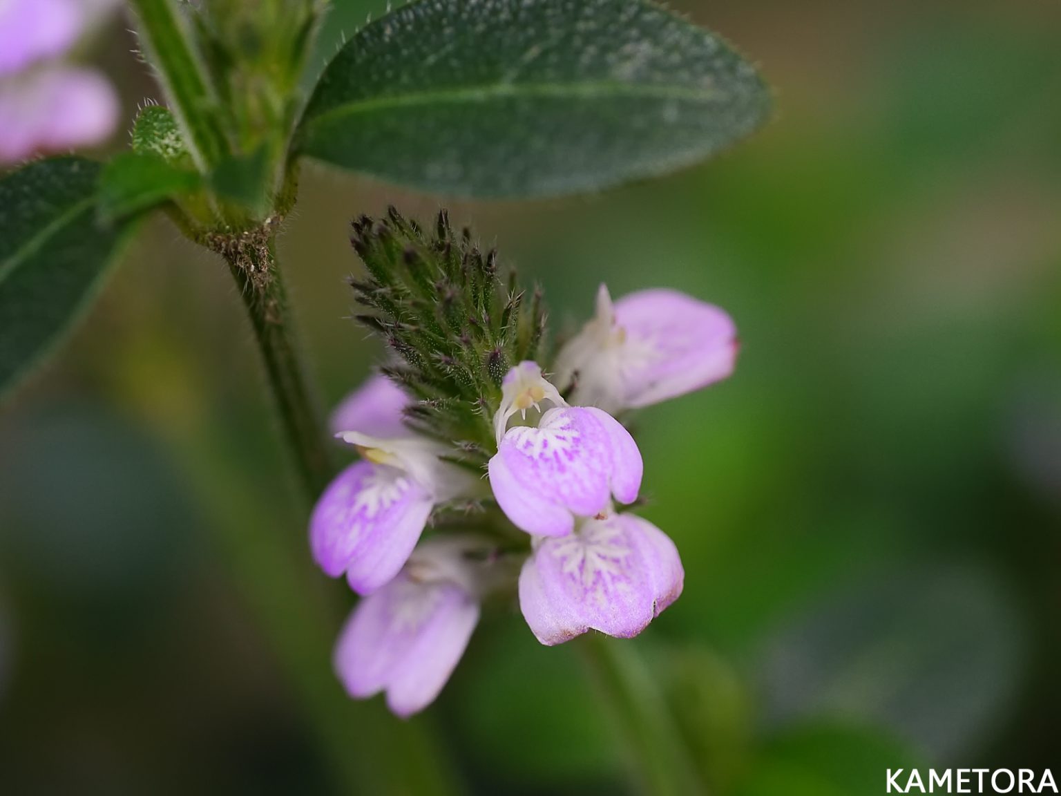 キツネノメマゴ