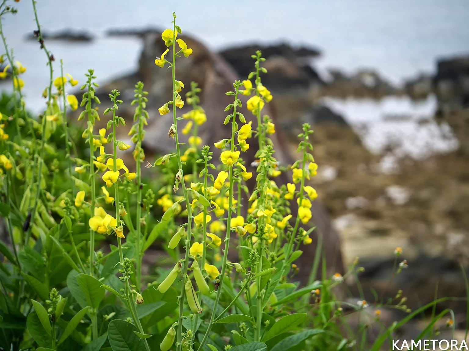 コガネタヌキマメ