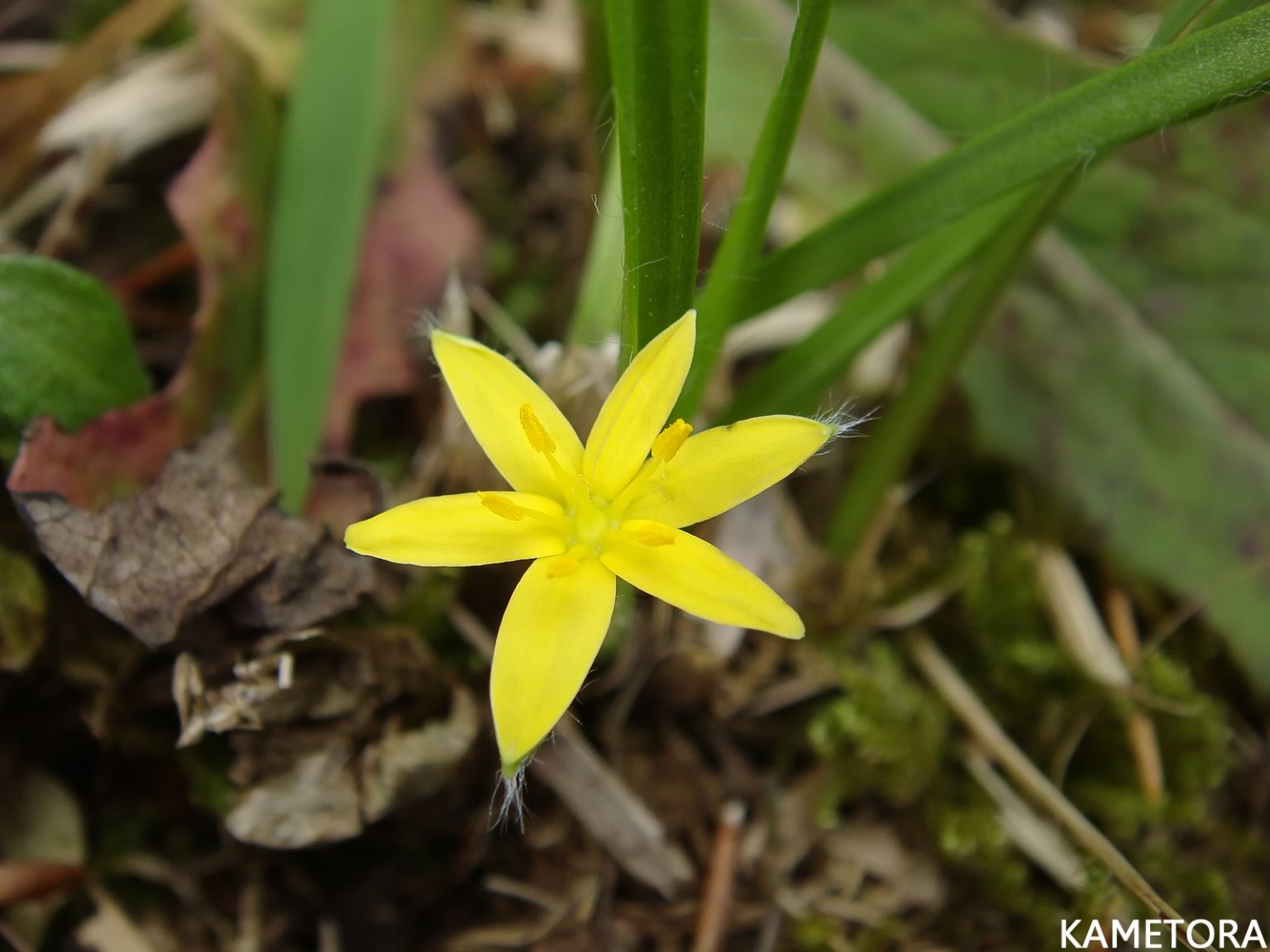 コキンバイザサ