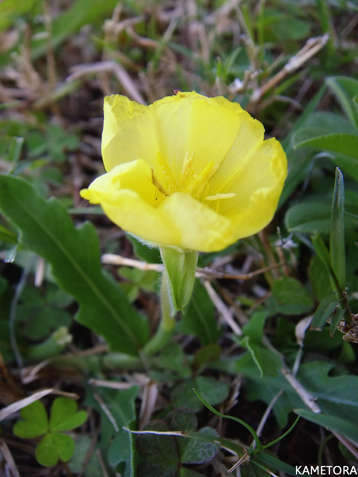 コマツヨイグサ