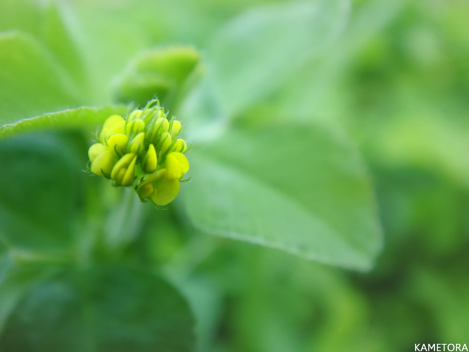 コメツブウマゴヤシ