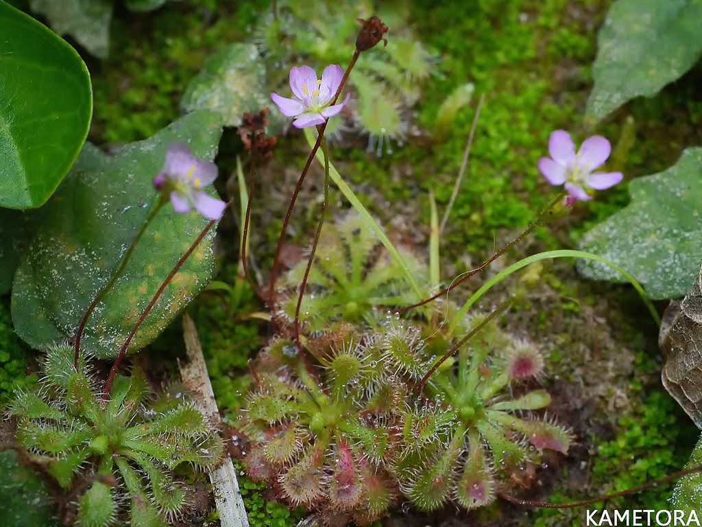 コモウセンゴケ