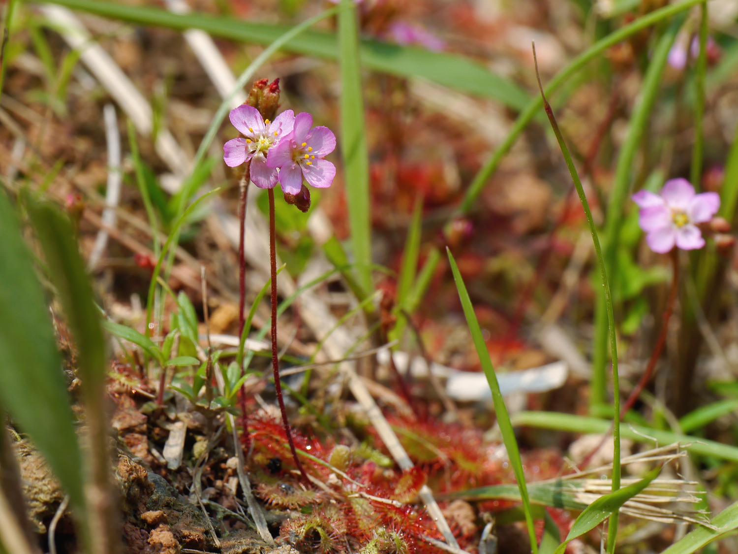 コモウセンゴケ 長さ約10cmの花茎に咲く淡紅色の小さな花 奄美大島に自生する酸性の湿地環境