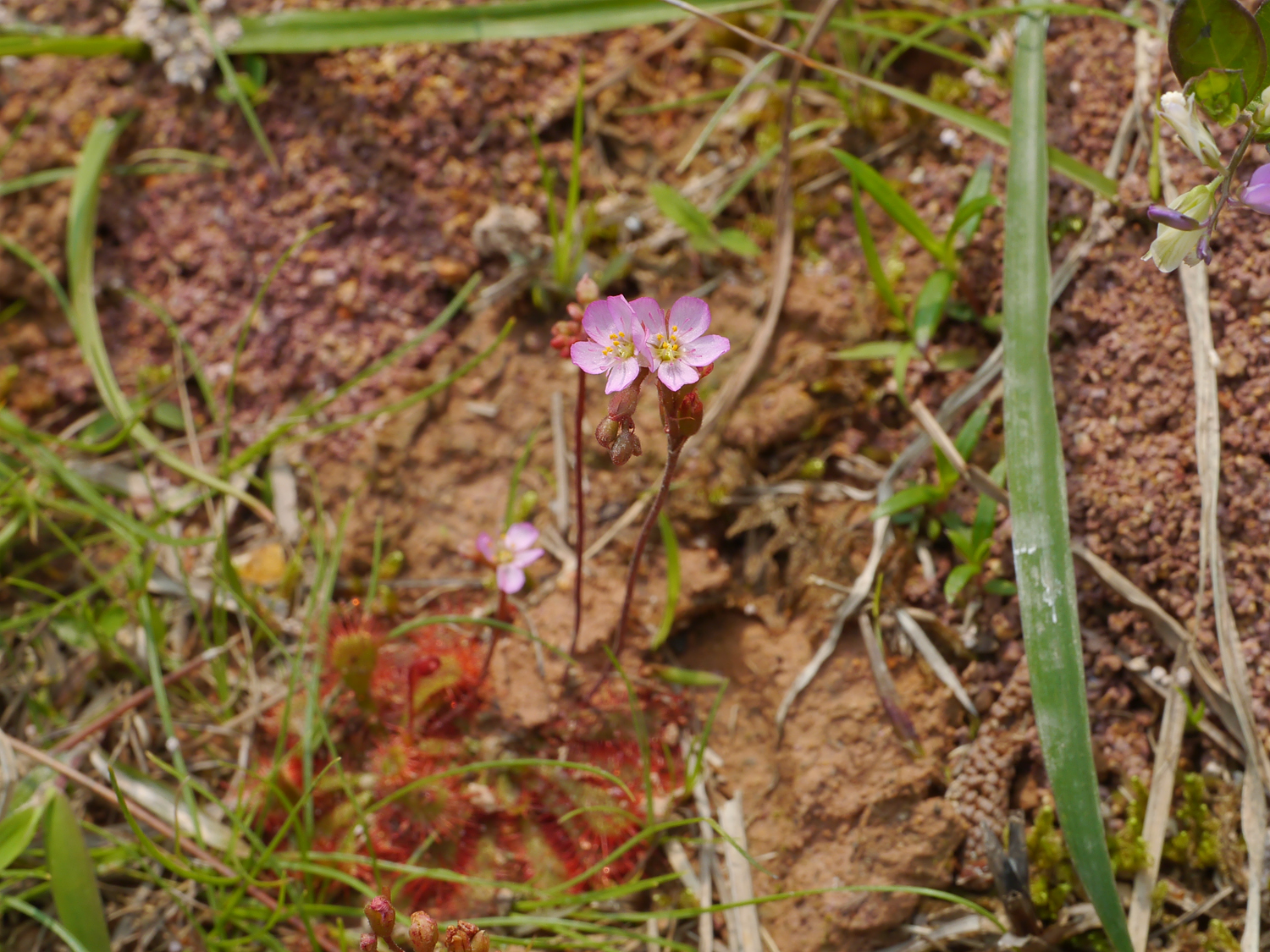 コモウセンゴケ 長さ約10cmの花茎に咲く淡紅色の小さな花 奄美大島に自生する酸性の湿地環境