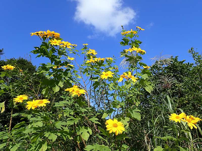 コウテイヒマワリ(ニトベギク)