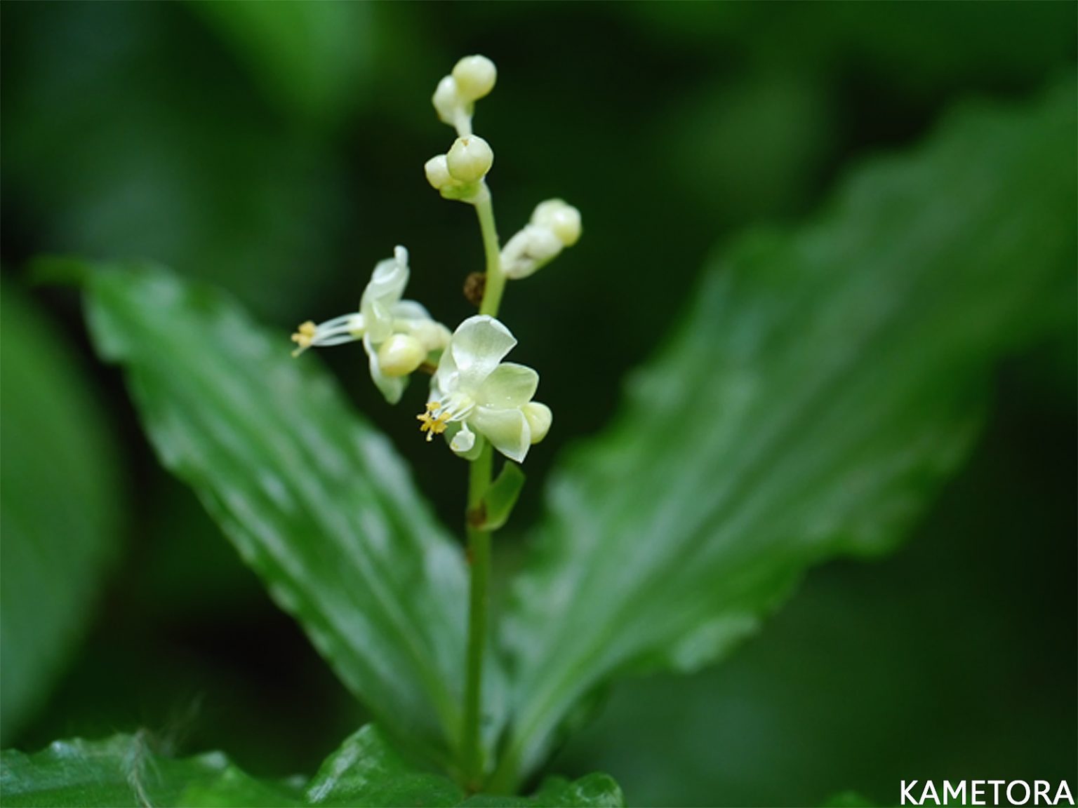 コヤブミョウガ