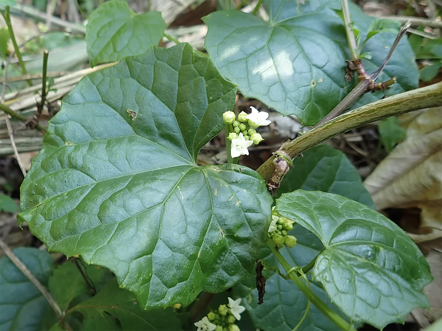 クロミノオキナワスズメウリ