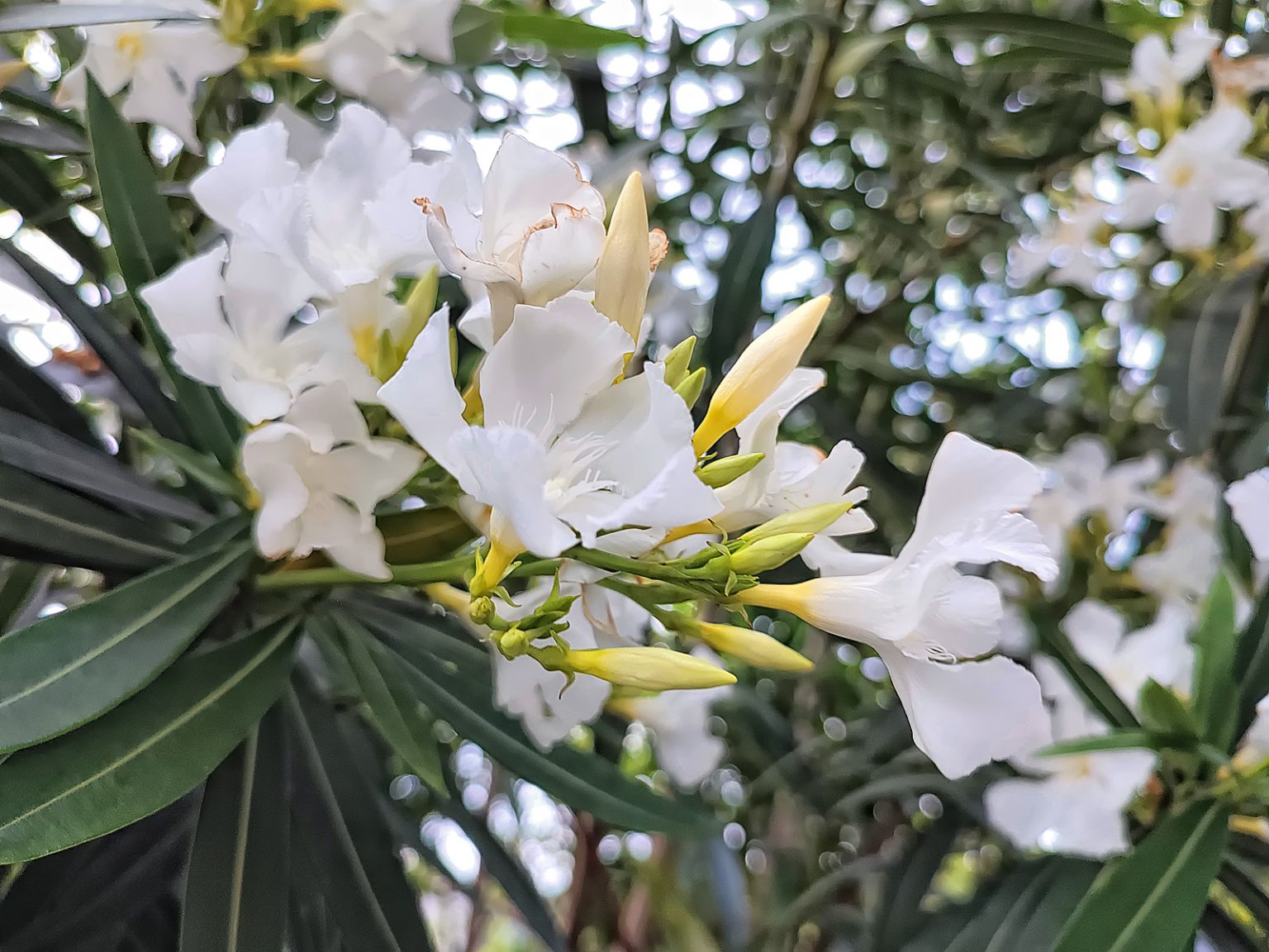 キョウチクトウ