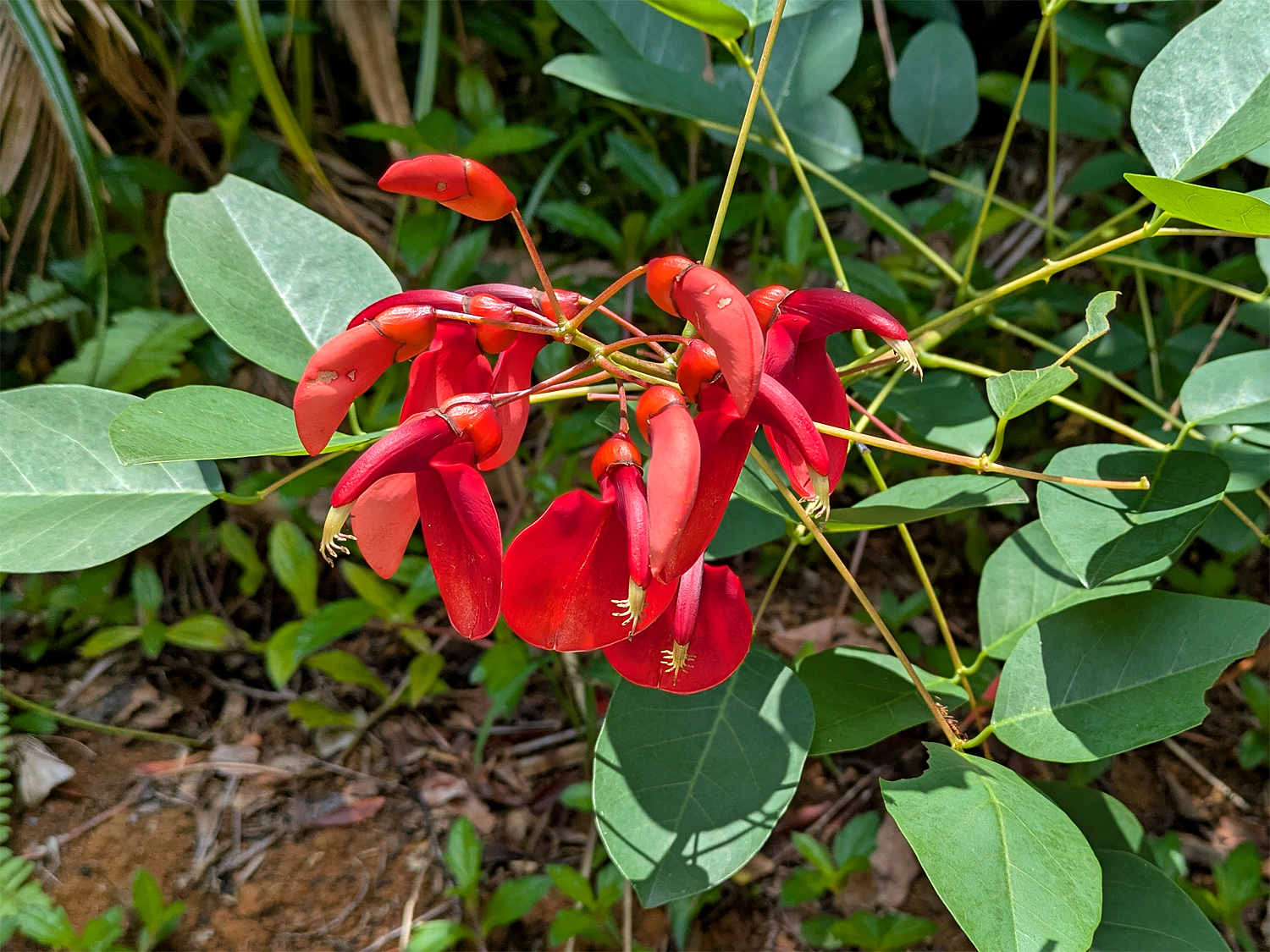 マルバデイゴ（カイコウズ）
