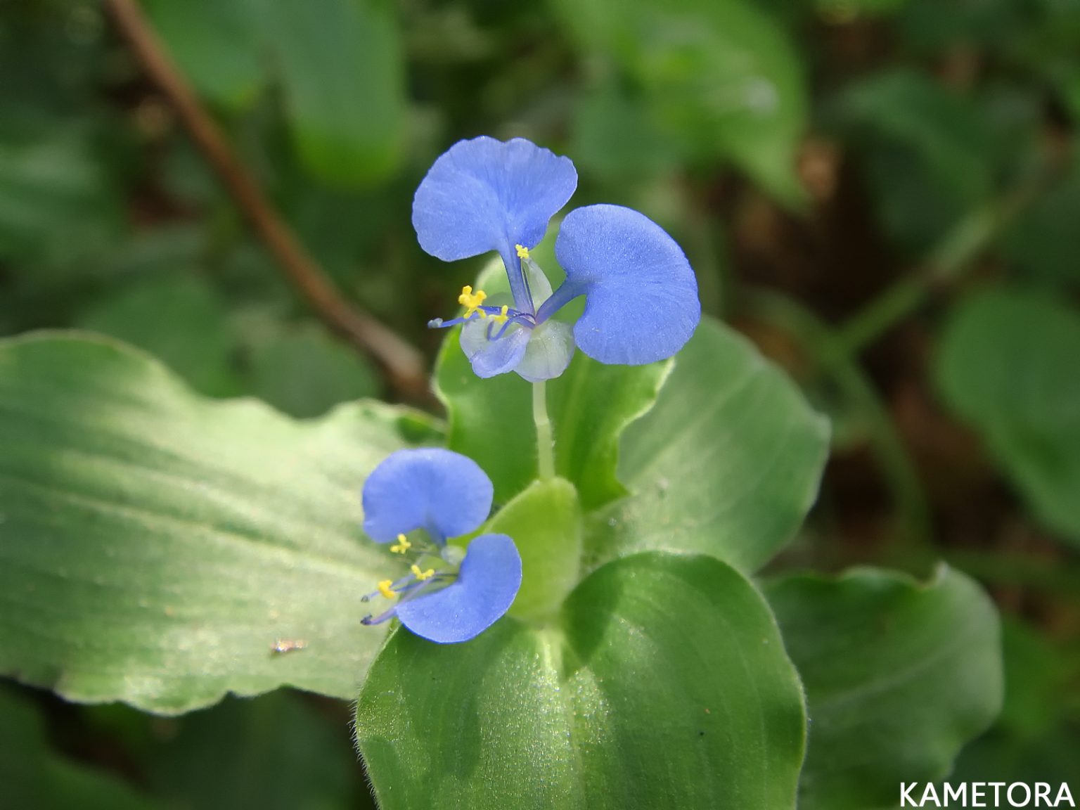 マルバツユクサ