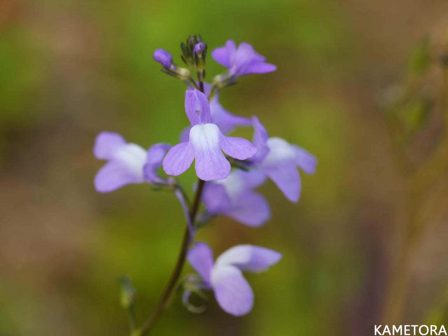 マツバウンラン