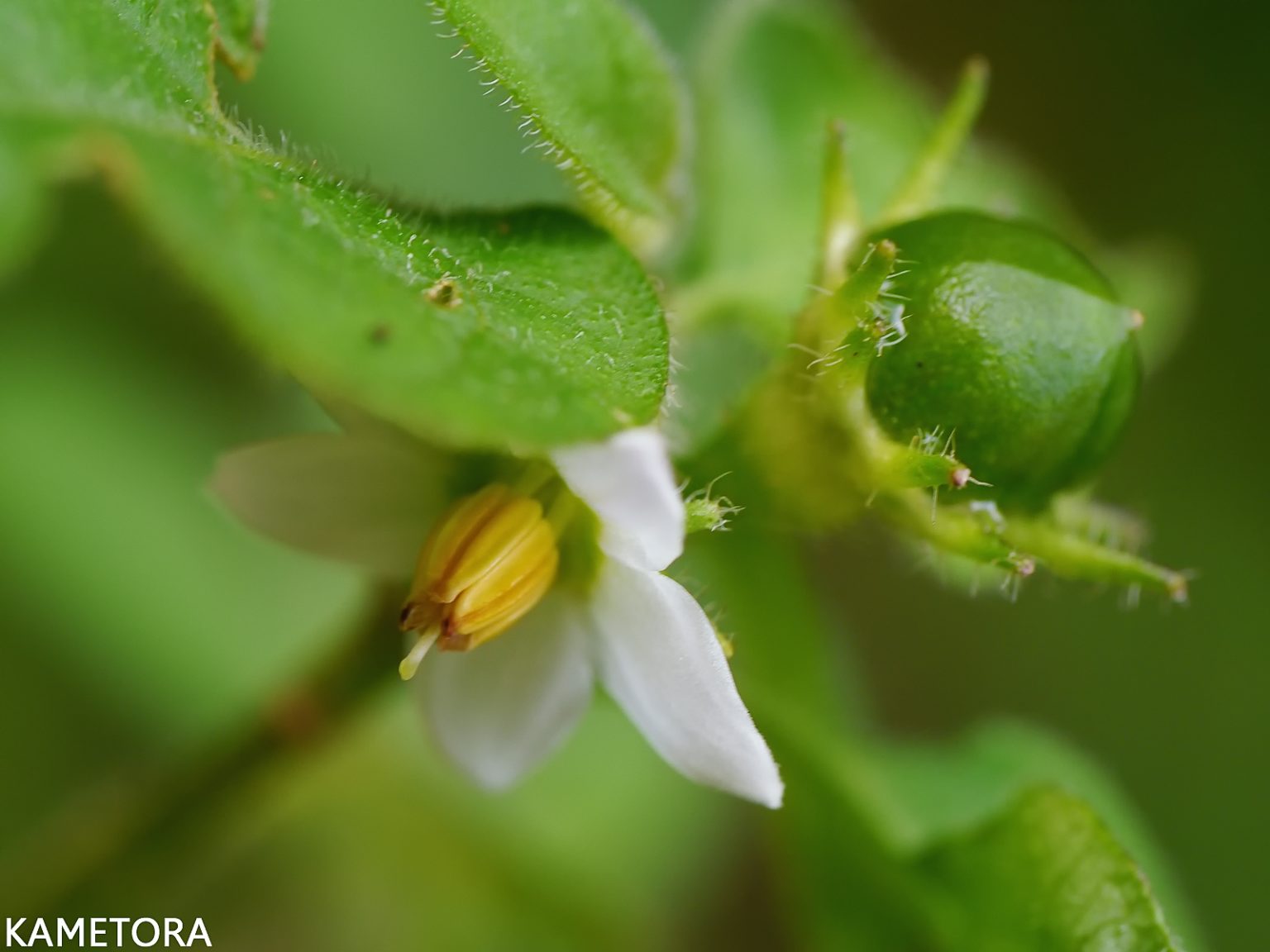 メジロホオズキ