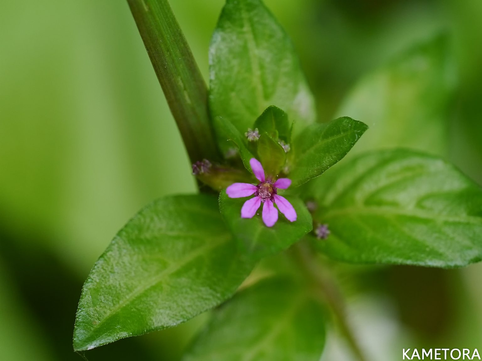 メキシコハコヤナギ