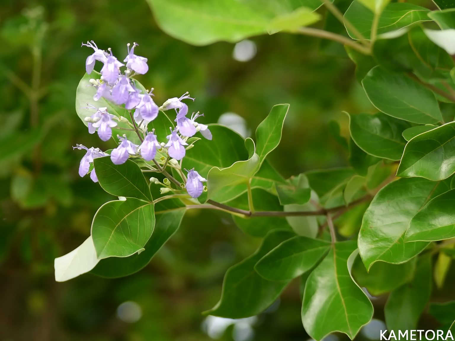 ミツバハマゴウ