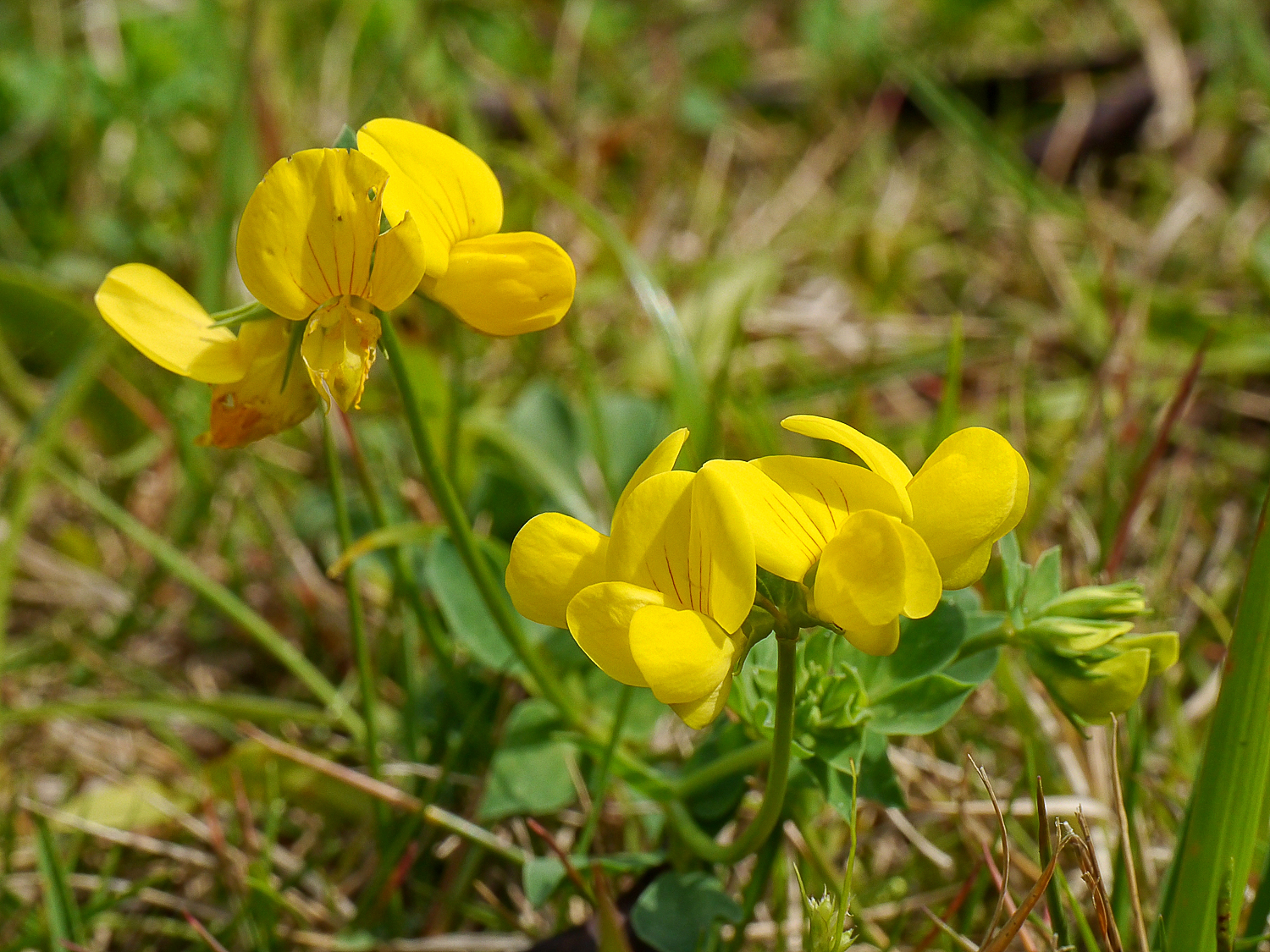 春の温かな陽光を浴びて黄金色に輝くミヤコグサの花。潮風に耐えながら健気に咲く、奄美の自然の躍動感を感じさせる可憐な野草のワンシーン。