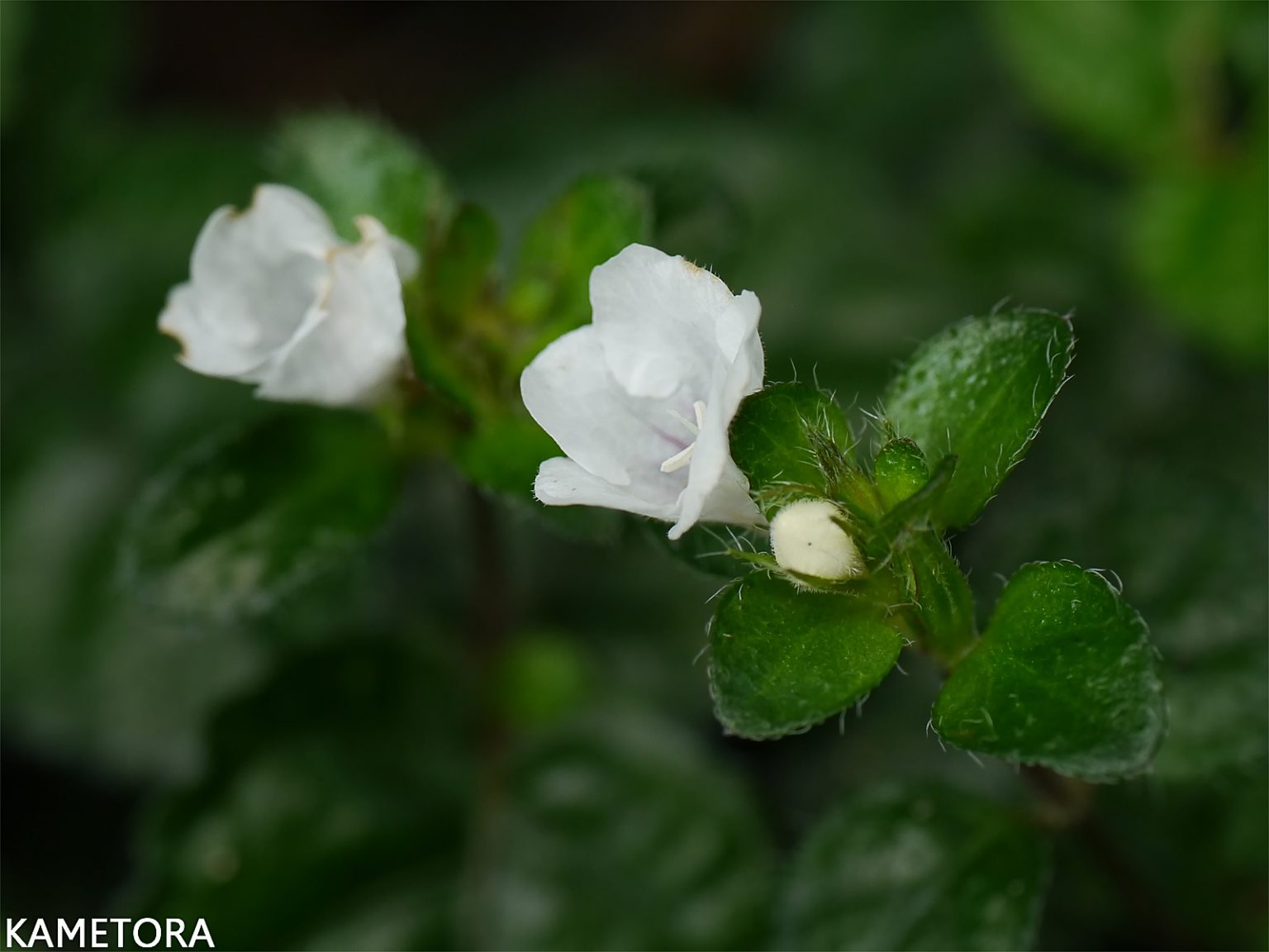 ミヤコジマソウ（ヒロハサギゴケ）