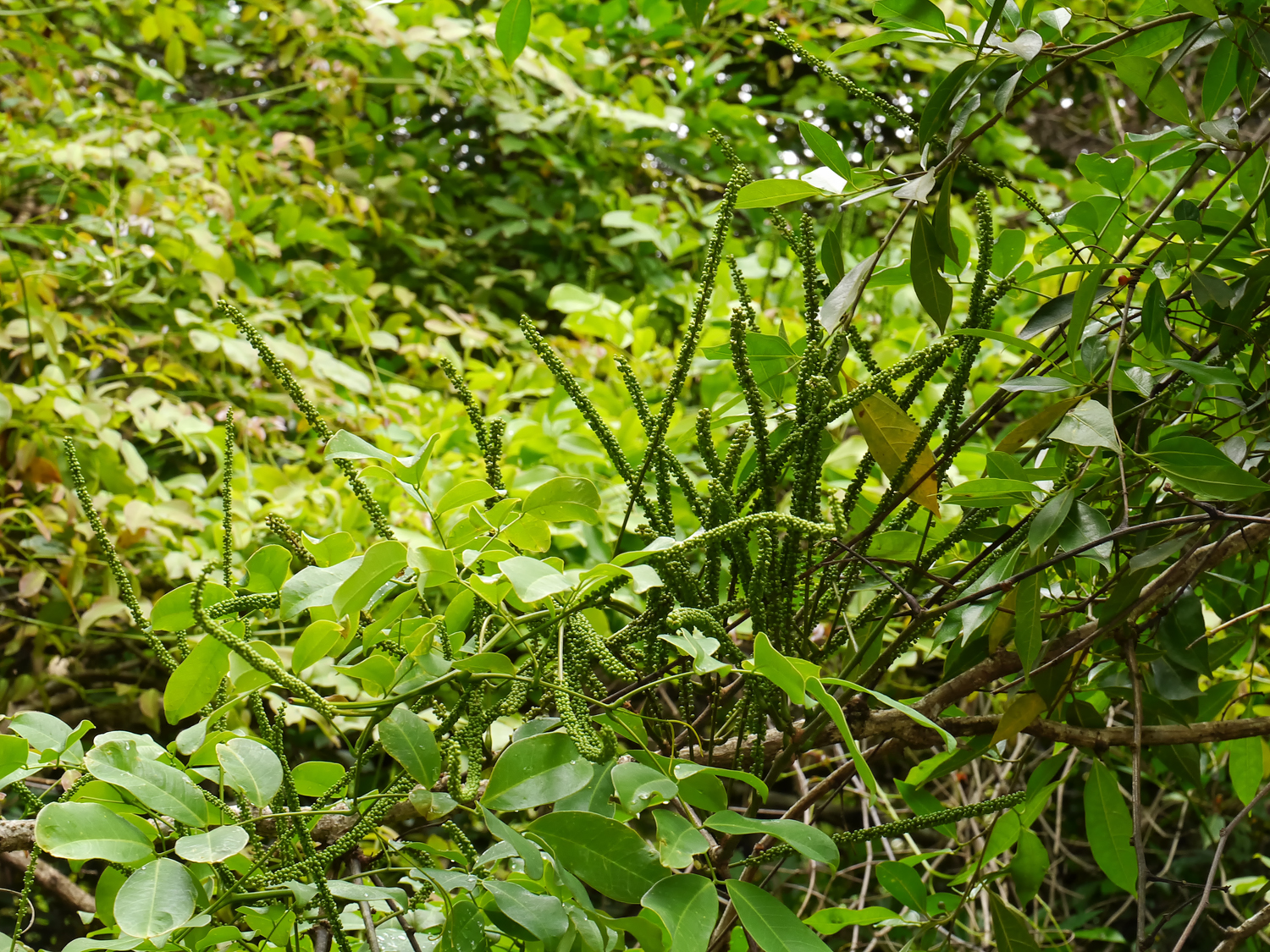 奄美大島の渓流沿いに自生するモダマの穂状の花