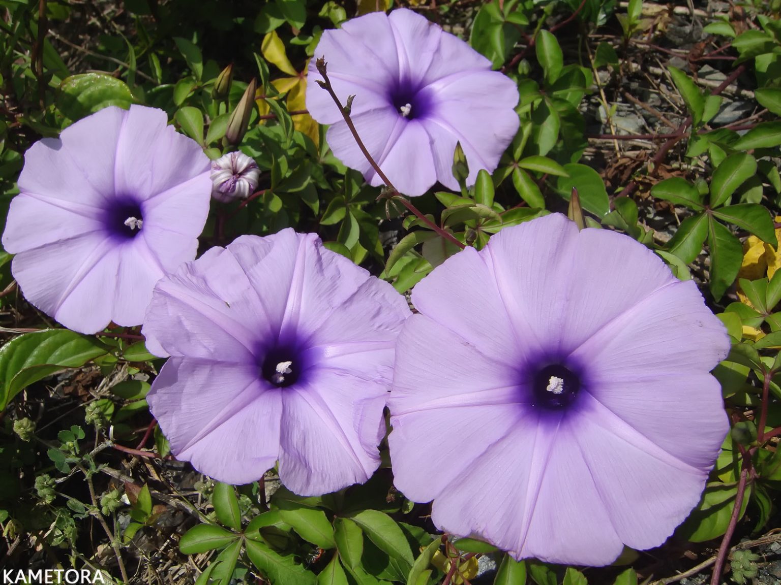 モミジヒルガオ