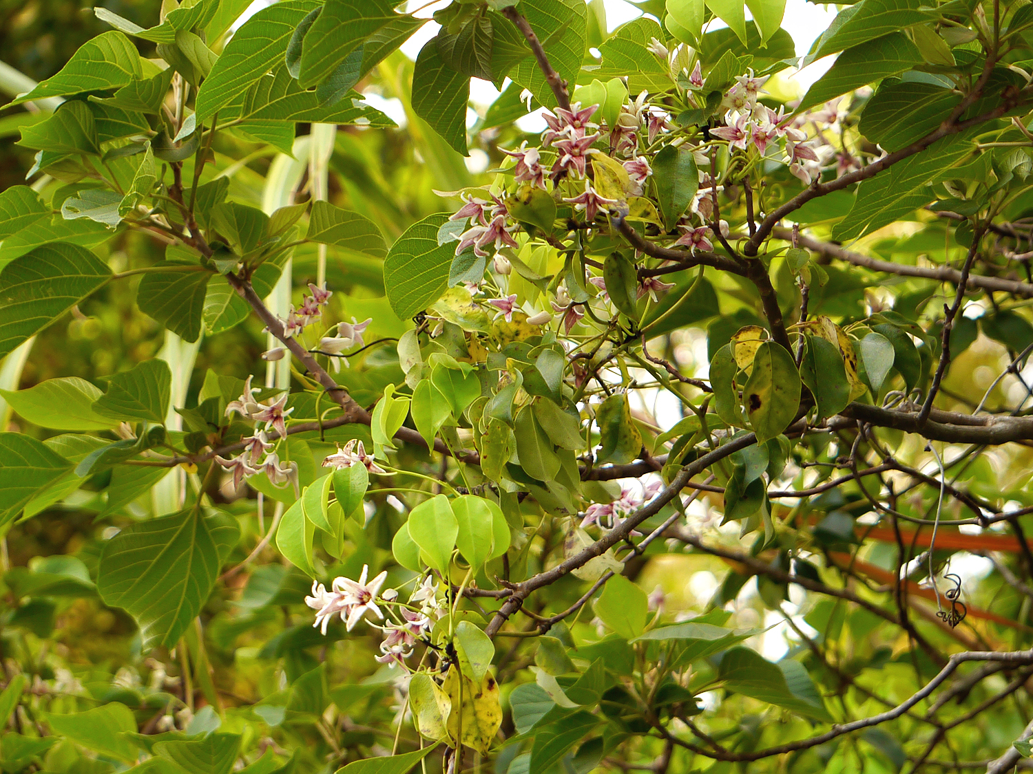 外側がクリーム色で内側に赤紫の筋が入った、うつむくように咲くムベのベル形の花
