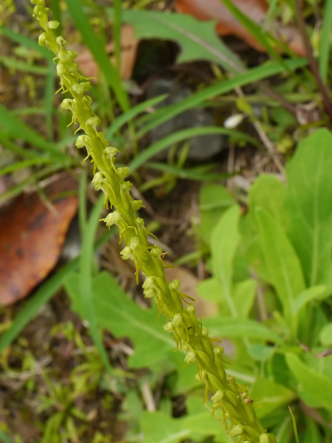 美大島の日当たりの良い原野に自生するムカゴソウ。淡緑色の小さな花を穂状に多数つける特徴的な姿