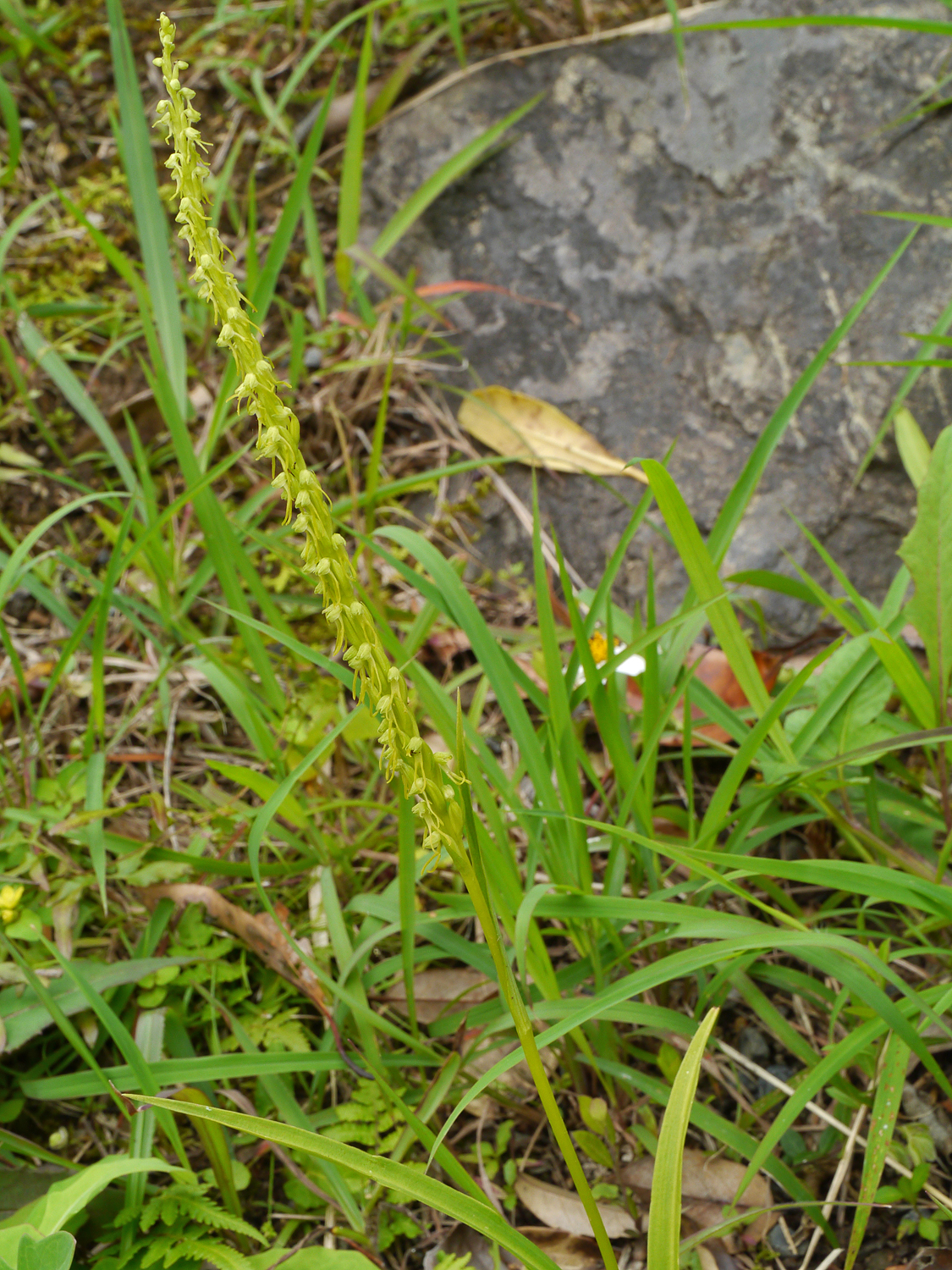 美大島の日当たりの良い原野に自生するムカゴソウ。淡緑色の小さな花を穂状に多数つける特徴的な姿