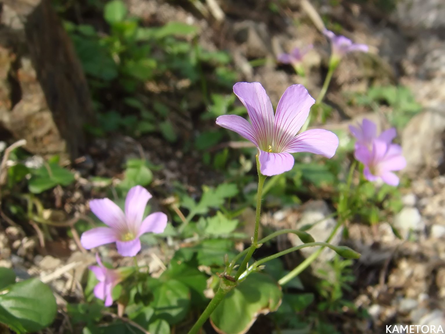 ムラサキカタバミ