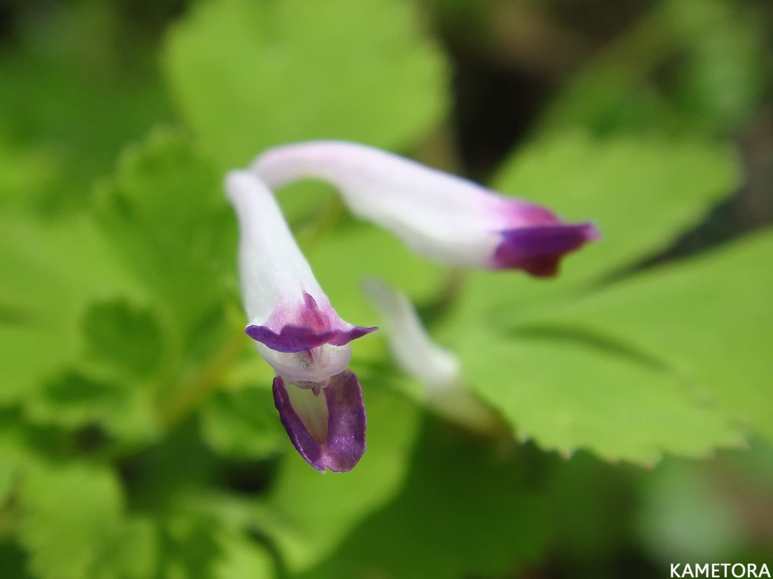 ムラサキケマン