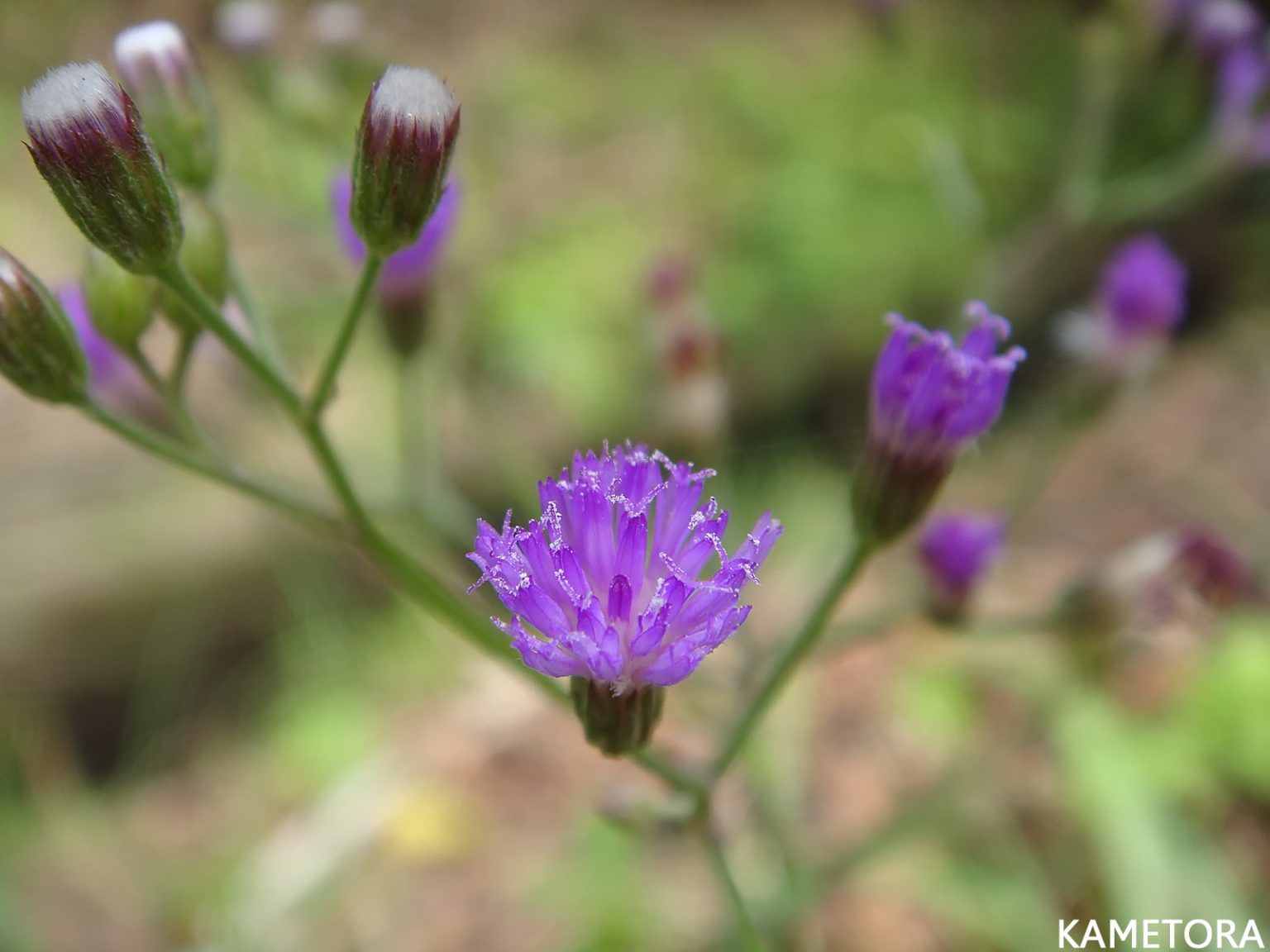 ムラサキムカシヨモギ