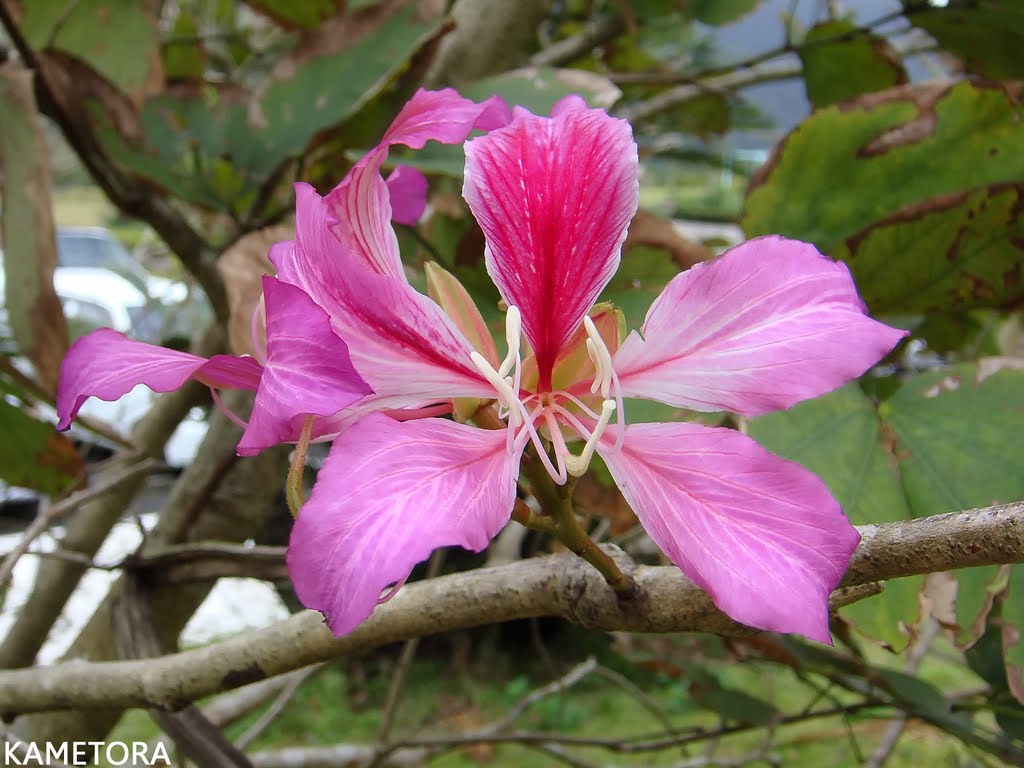 ムラサキソシンカ